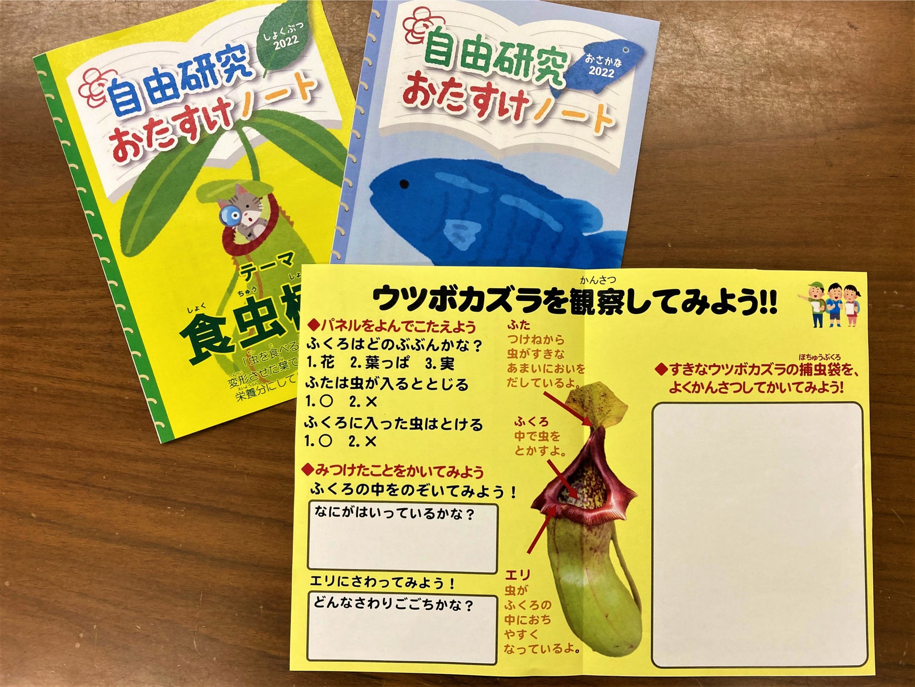 夏休み小 中学生無料 自由研究にもおすすめ人気企画 熱帯の昆虫と食虫植物 22年 7月12日 火 8月28日 日 開催 板橋区立熱帯環境植物館 西武造園株式会社のプレスリリース