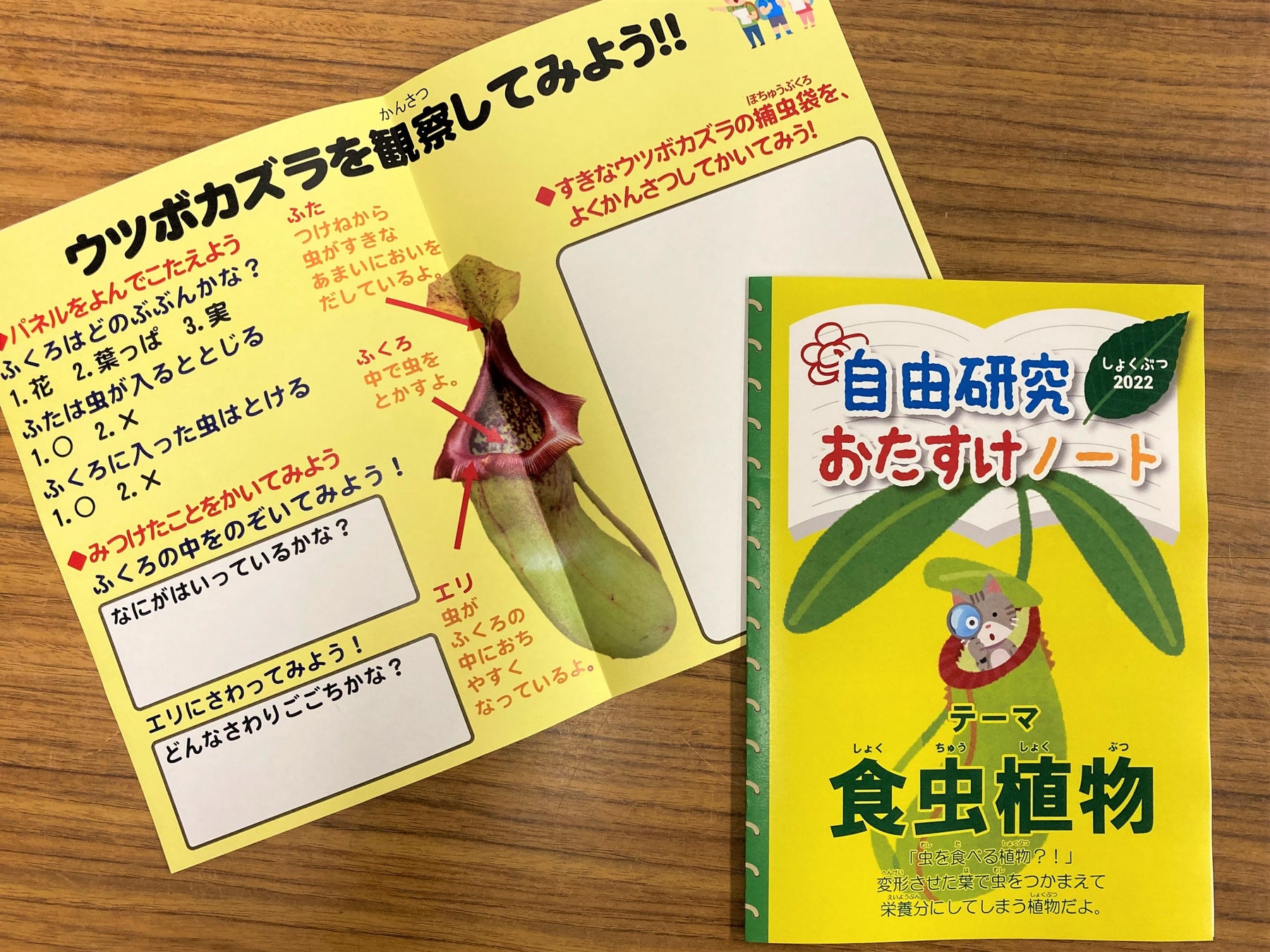 夏休み小 中学生無料 自由研究にもおすすめ人気企画 熱帯の昆虫と食虫植物 22年7月12日 火 8月28日 日 開催 板橋区立熱帯環境植物 館 西武造園株式会社のプレスリリース 夏休み小 中学生無料 自由研究にもおすすめ人気企画 熱帯の昆虫と食虫植物 22年7月12日 火 8月28日 日 開催 板橋区立熱帯環境植物 館 西武造園株式会社のプレスリリース