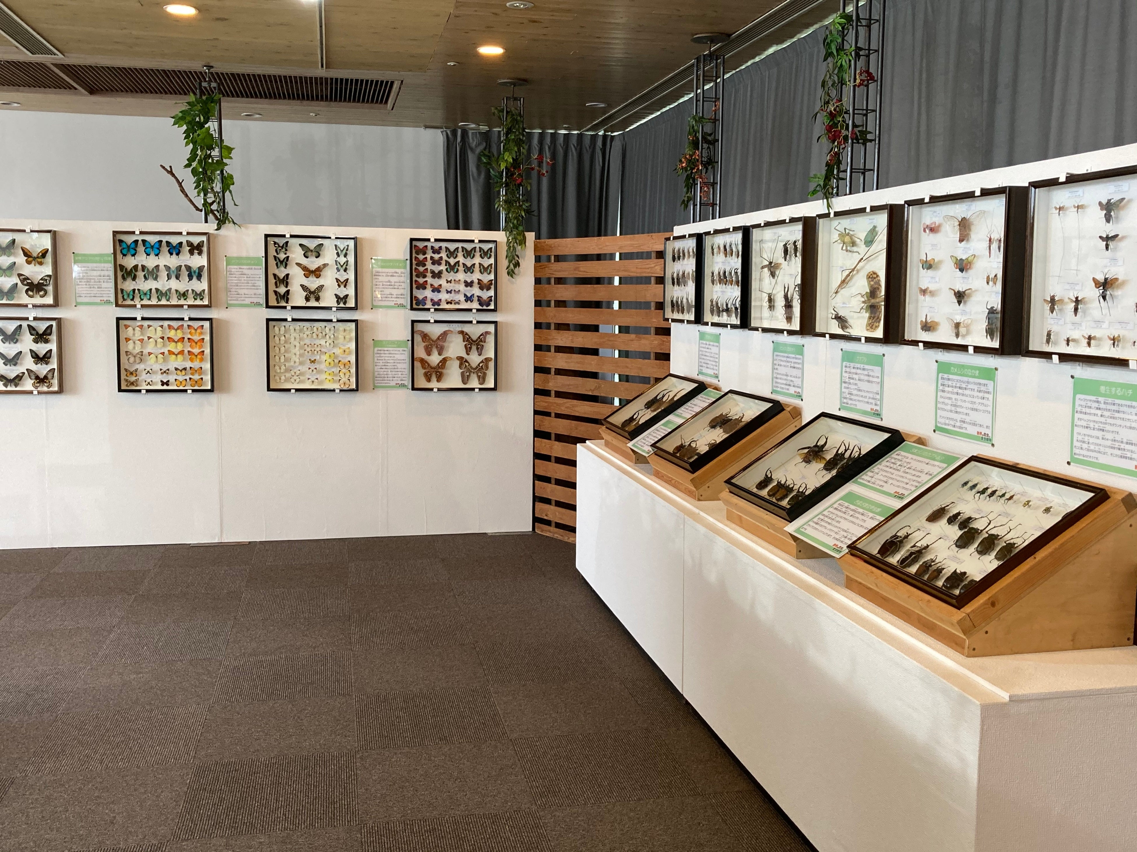 「標本展示コーナー」