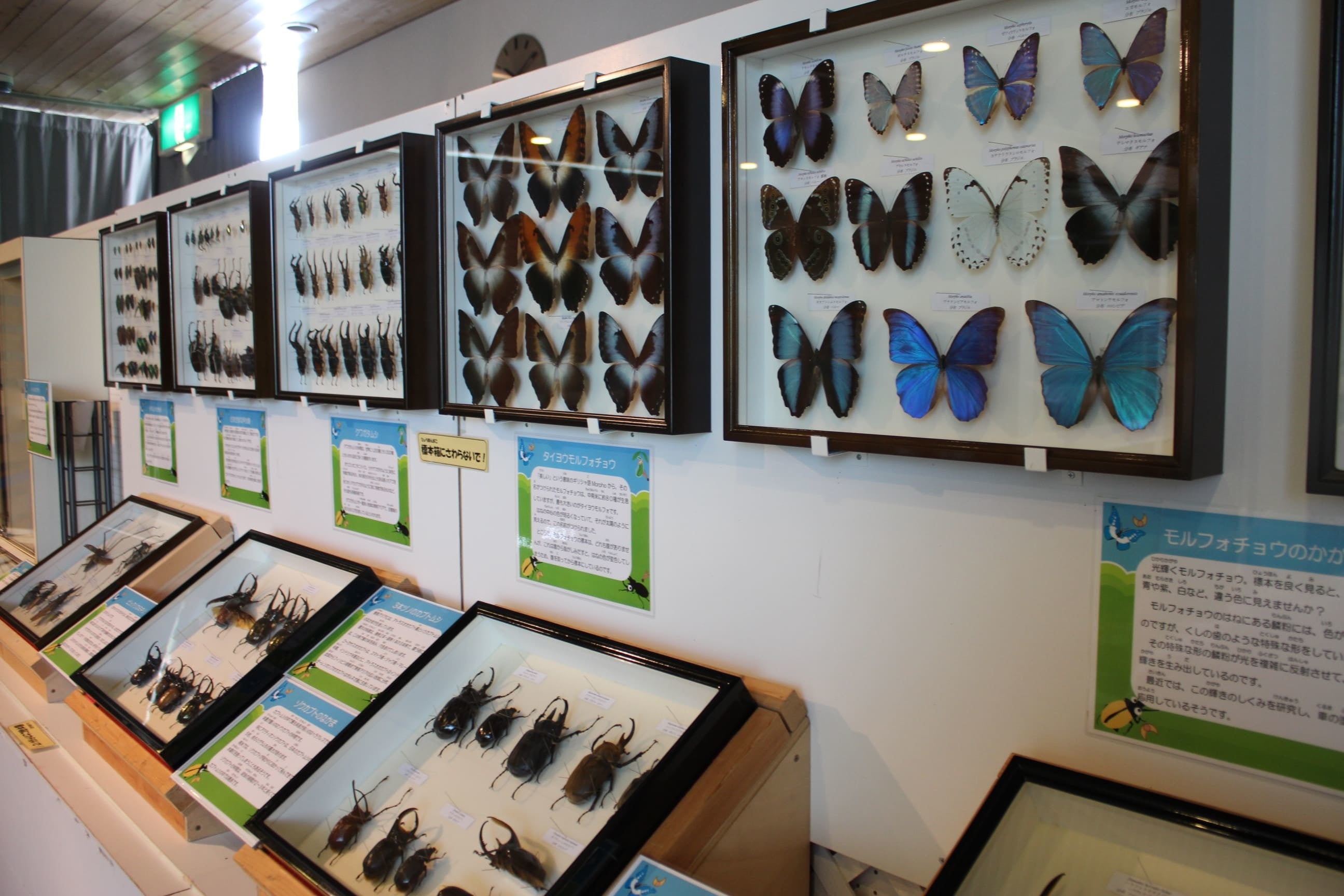 「標本展示コーナー」※展示イメージ