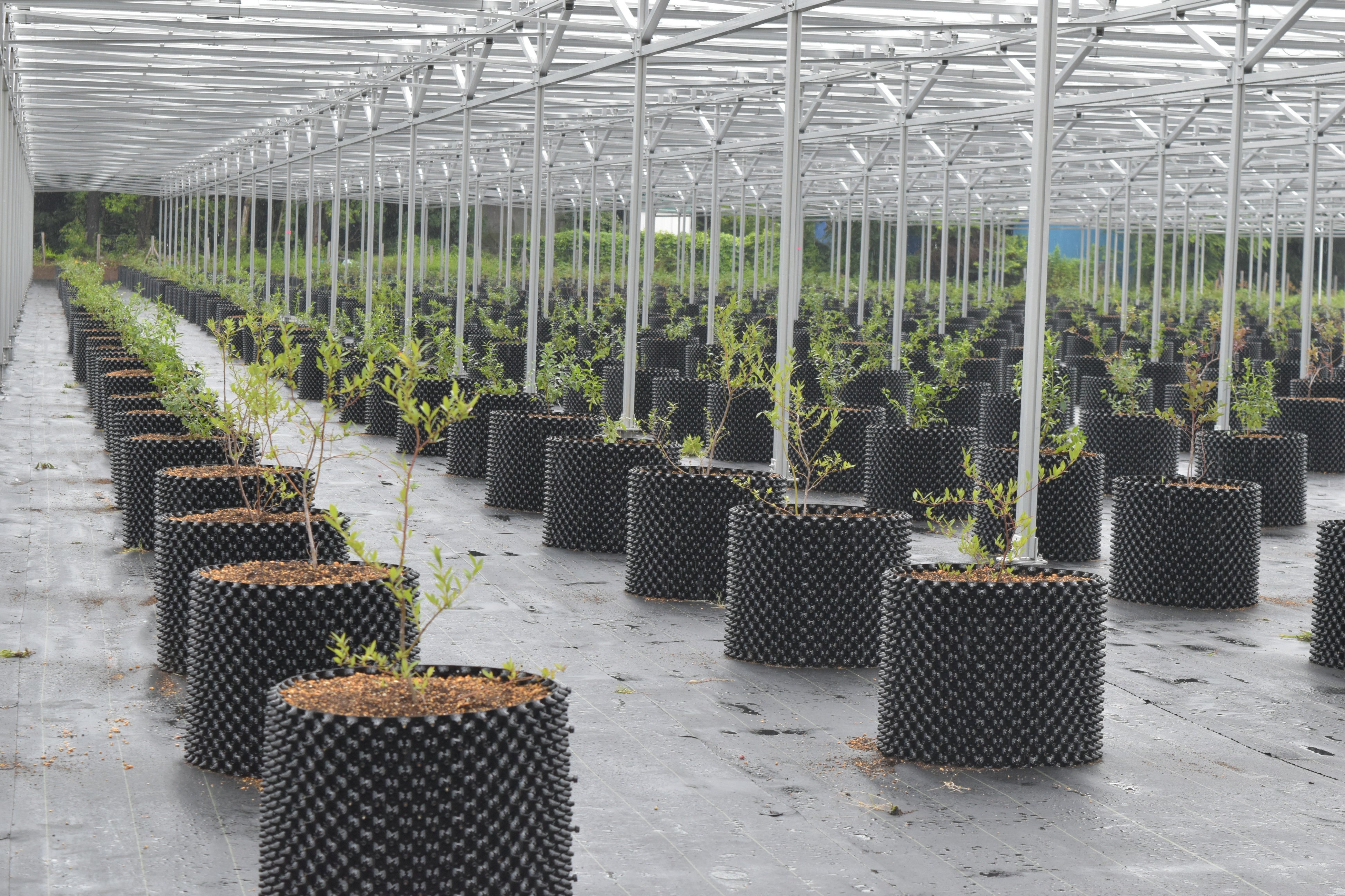 太陽光パネルの下でブルーベリー・ブドウ等の営農を行う