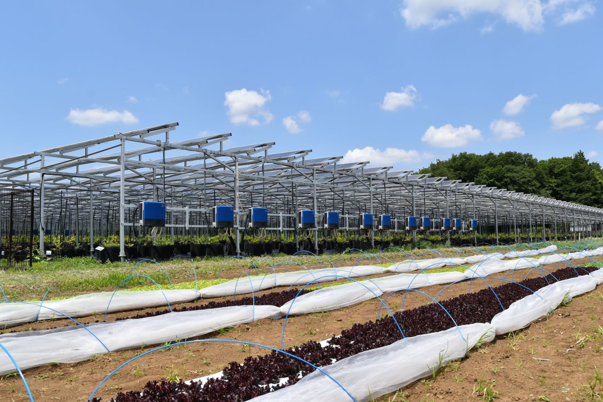 ソーラーシェアリングの隣で栽培している「ジャムレタス」