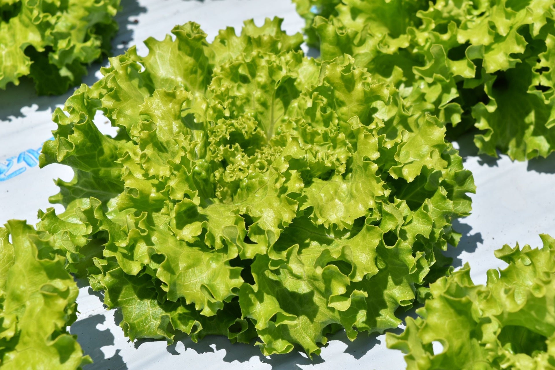 リーフでカラフルな「ジャムレタス」は当日朝に収穫したものを販売