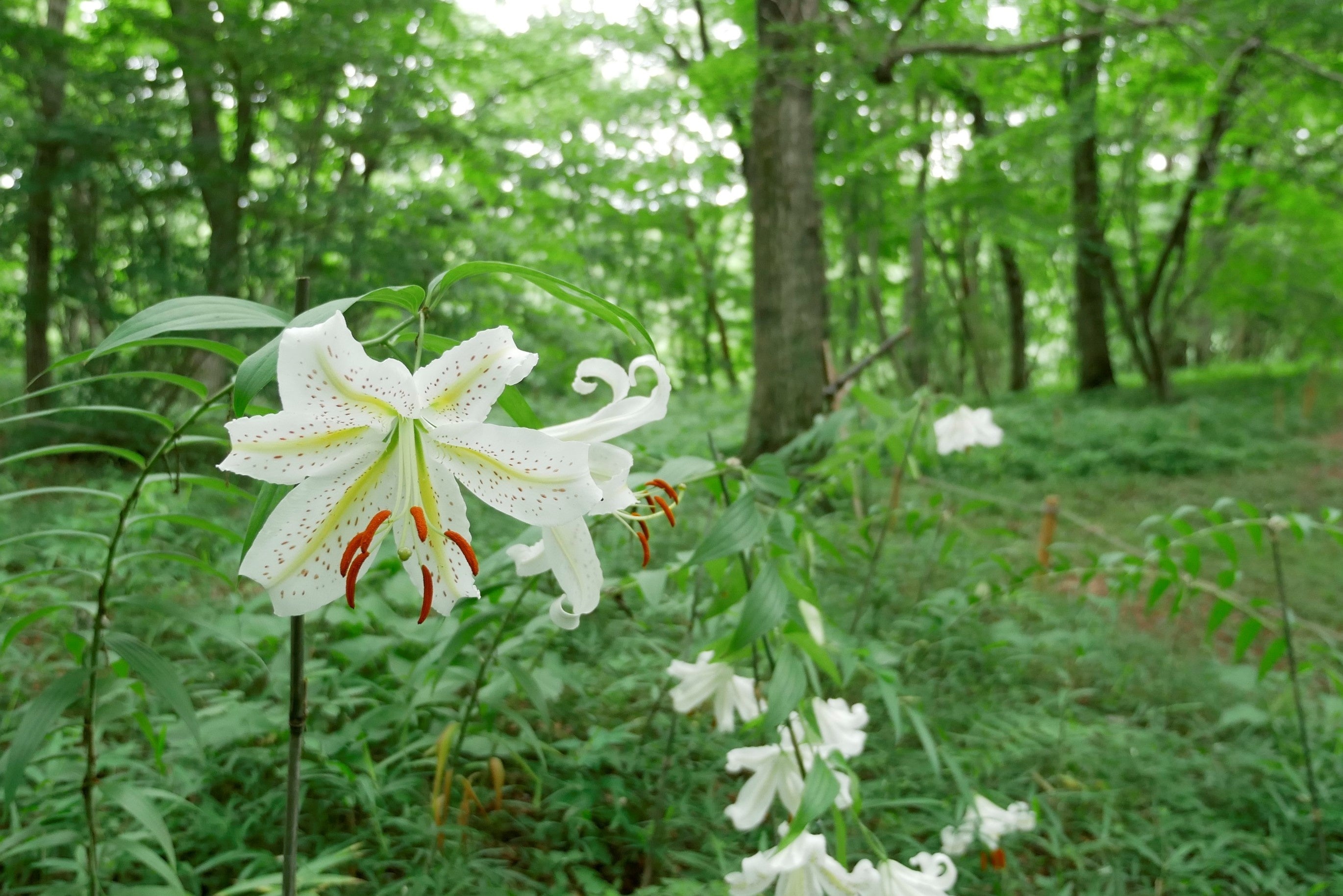 2022年7月5日撮影