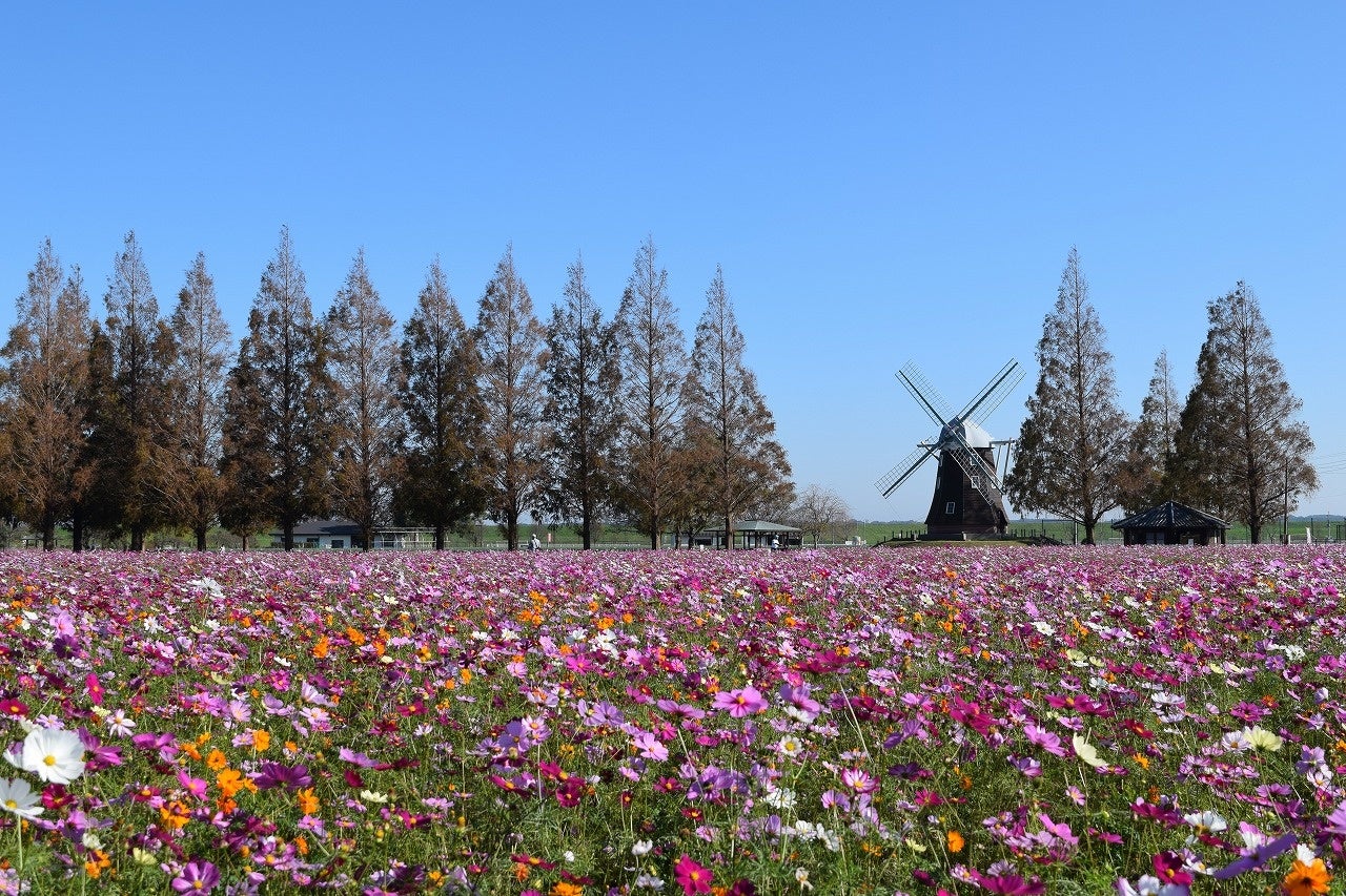 秋にはコスモスが一面に広がります