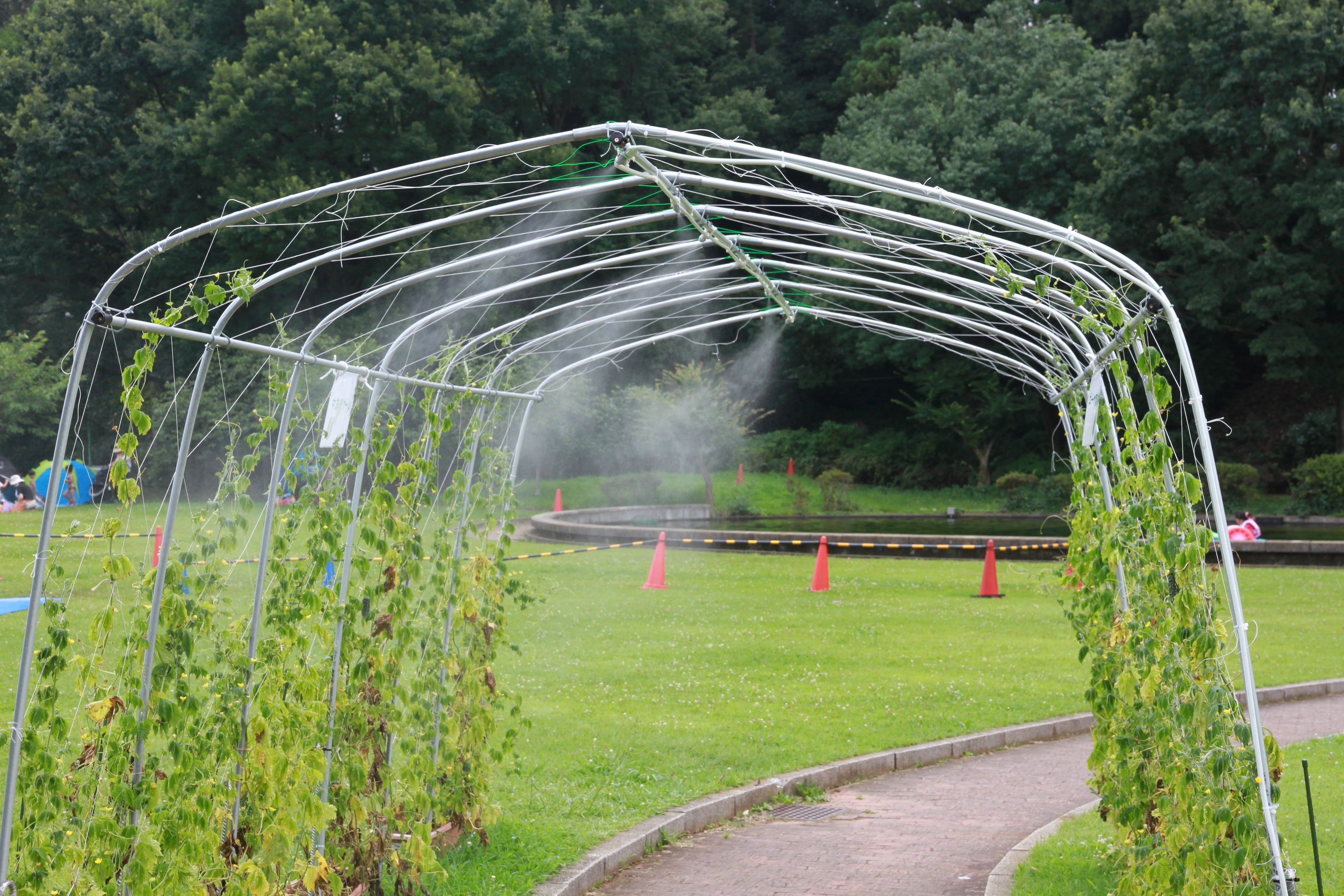 グリーンカーテンとミスト