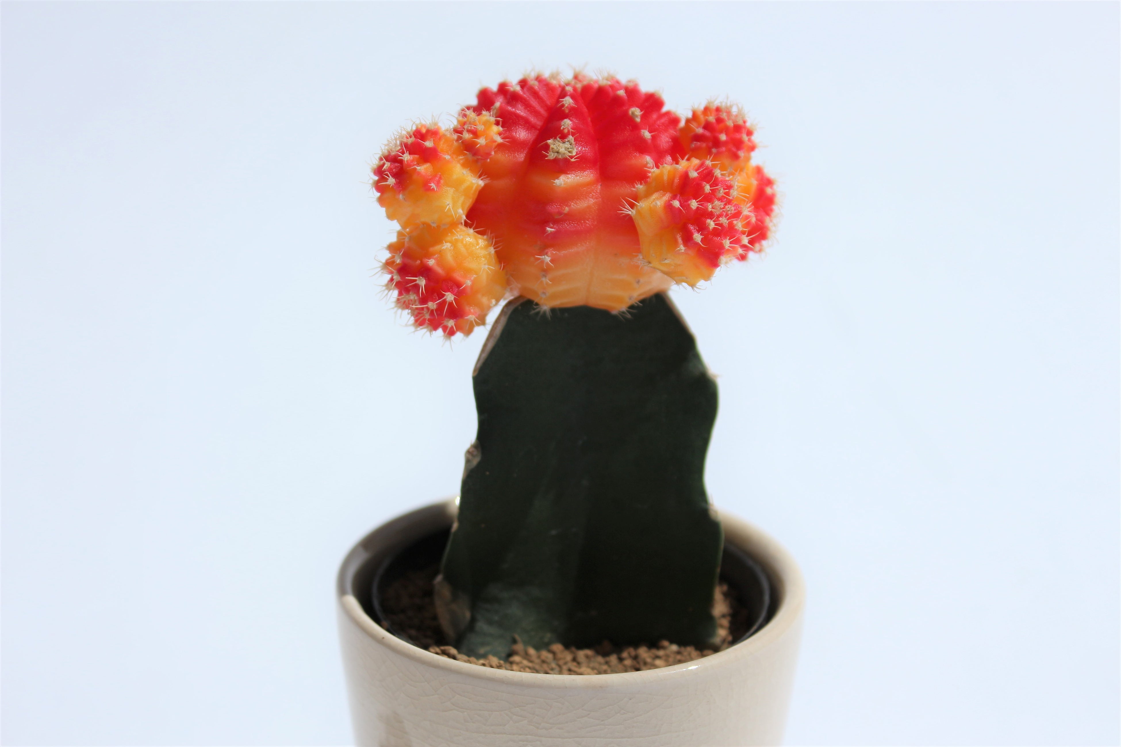 あざやかなサボテン「緋牡丹」