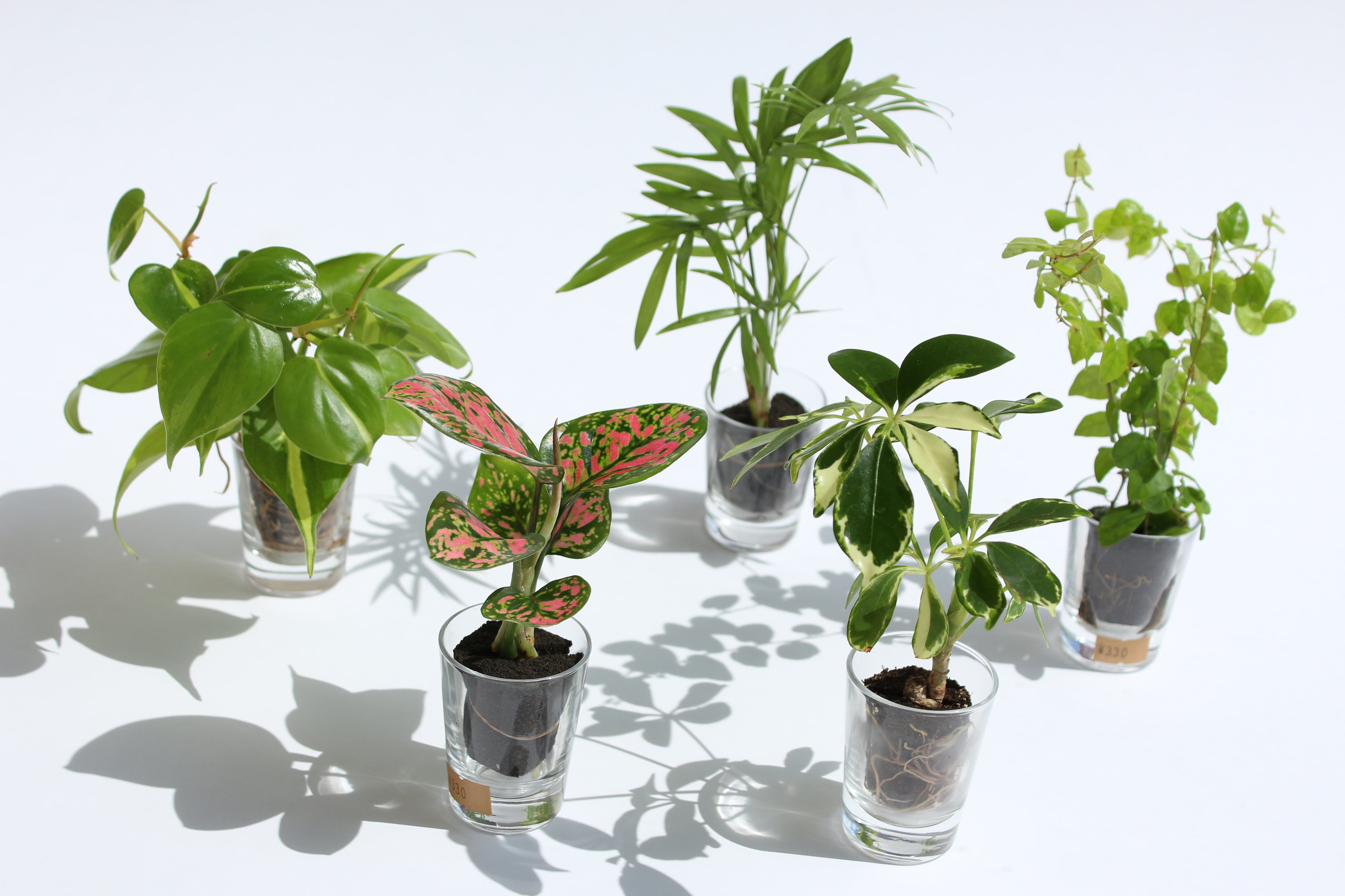 新素材パフカルを使用した「ミニ観葉植物」