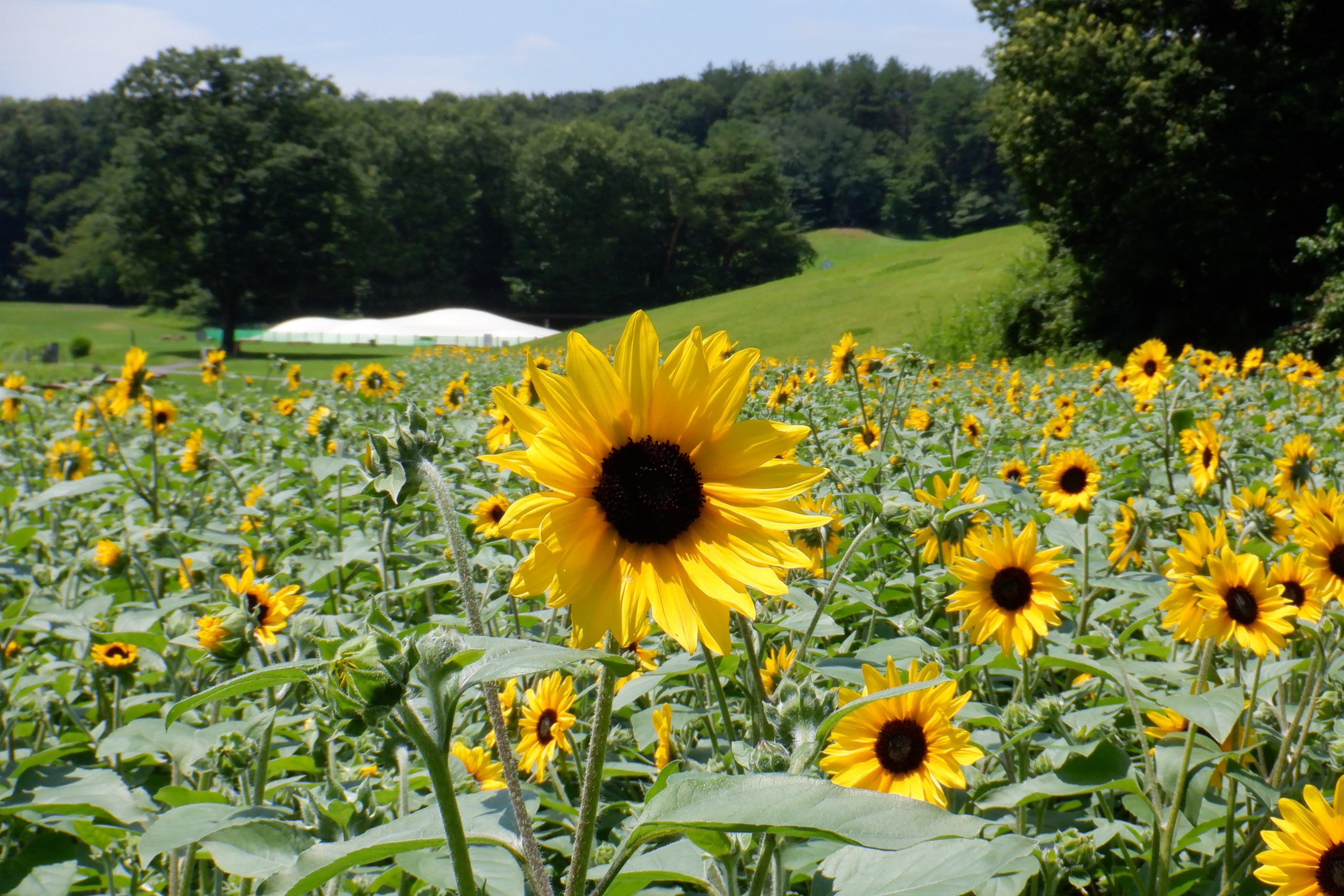「ヒマワリ摘み取り体験」明るいヒマワリの花をご自宅でもお楽しみください