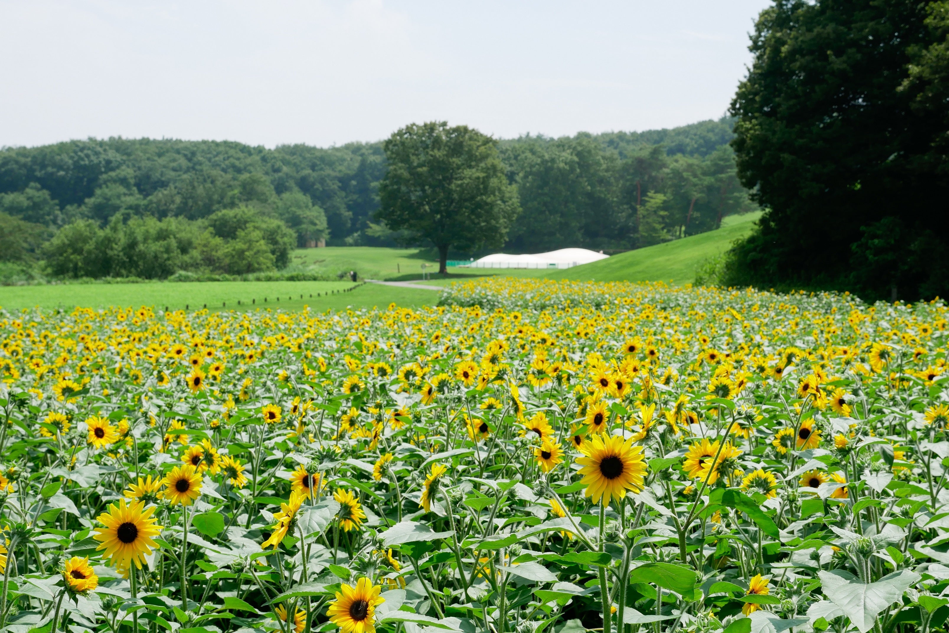 昨年から面積を約3倍に拡大！一面に広がるヒマワリ畑をお楽しみください　※2021年撮影