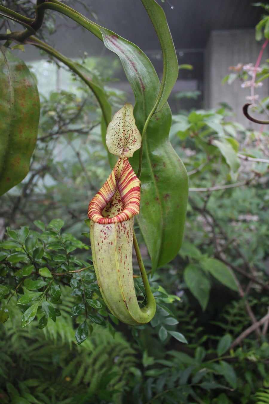 食虫植物「ウツボカズラ」