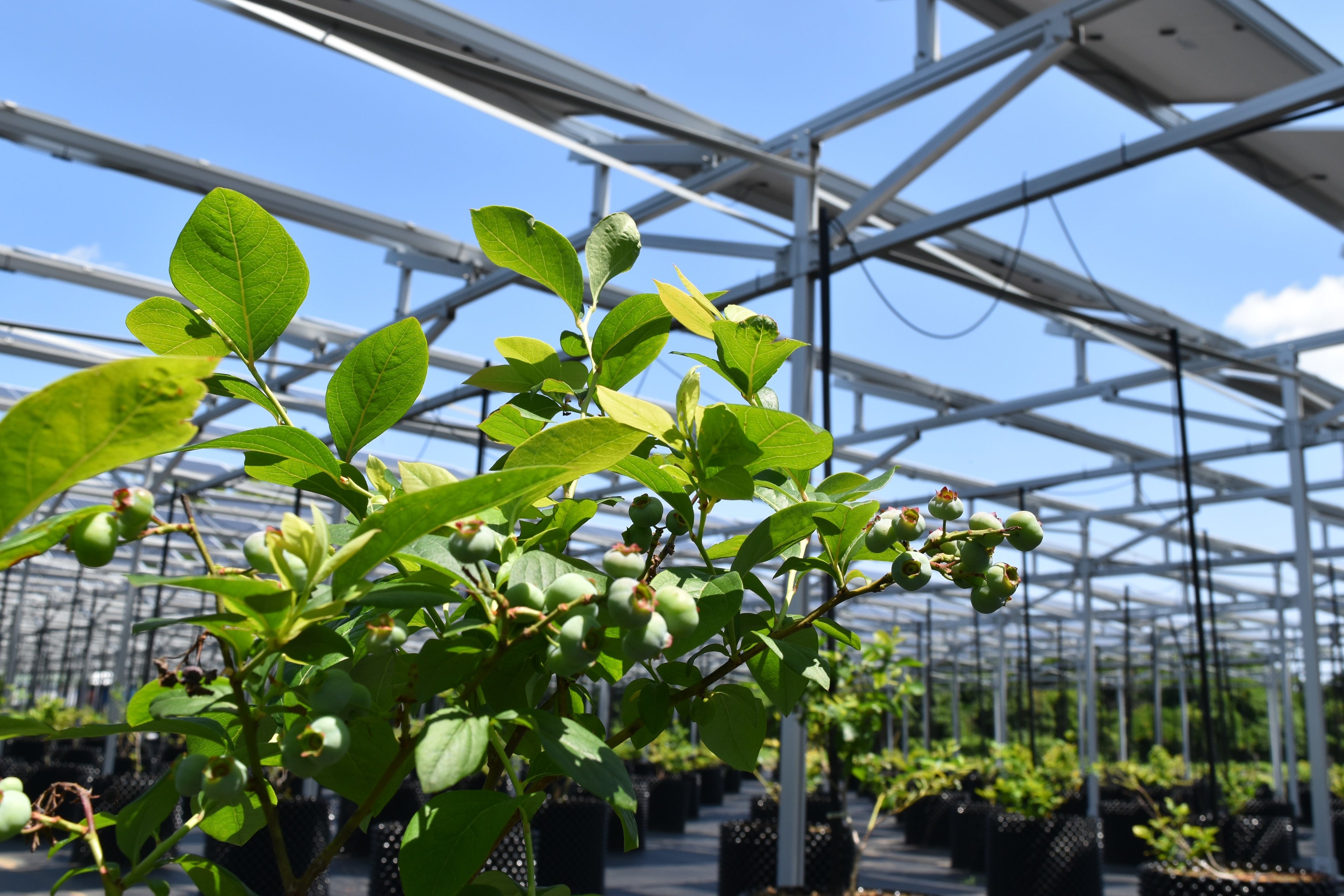 所沢北岩岡太陽光発電所で栽培しているブルーベリー（2022年6月撮影）