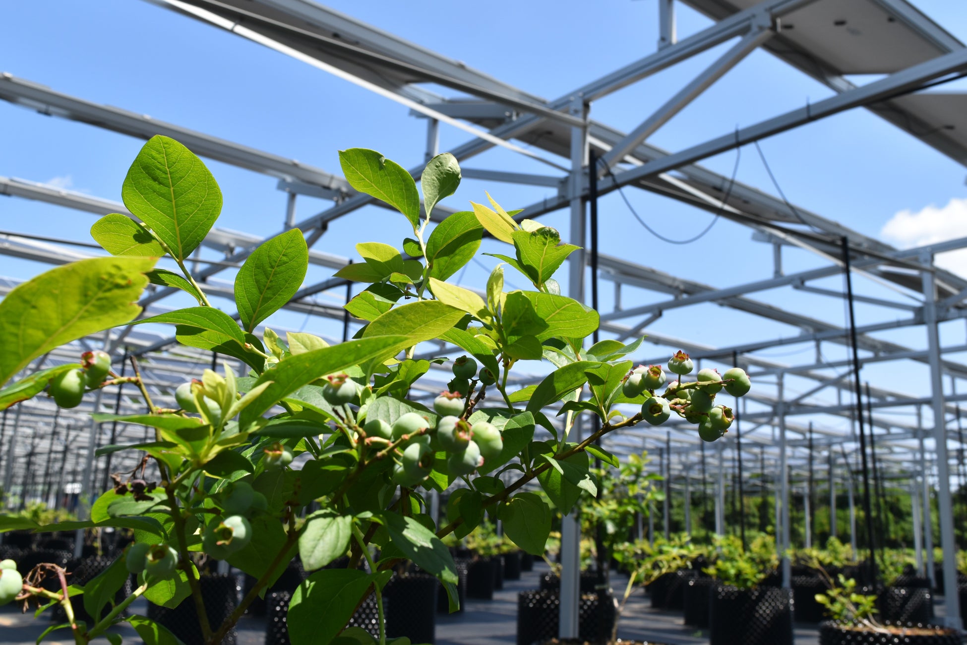 所沢北岩岡太陽光発電所で栽培しているブルーベリー(2022年6月撮影)