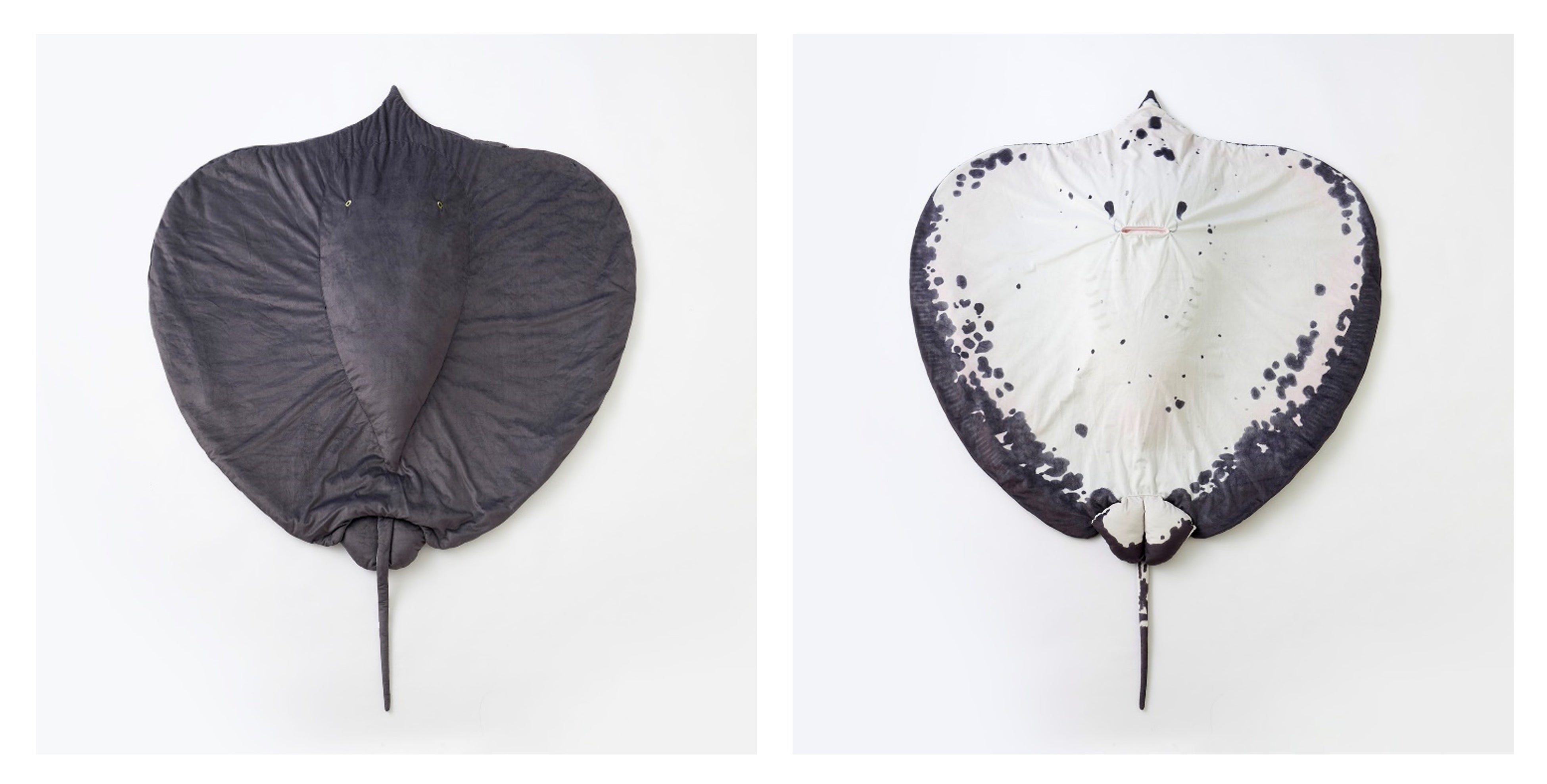 世界最大の淡水エイをリアルに再現！（※尾びれは本物よりも短くしています）