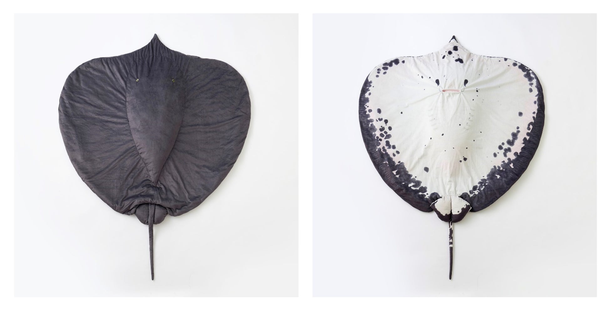 100人集まったら生産決定 板橋区立熱帯環境植物館が監修した 世界最大の淡水エイ ヒマンチュラ チャオプラヤのぬいぐるみブランケット 予約開始 西武造園株式会社のプレスリリース 100人集まったら生産決定 板橋区立熱帯環境植物館が監修した 世界最大の淡水エイ ヒマンチュラ チャオプラヤのぬいぐるみブランケット 予約開始 西武造園株式会社のプレスリリース