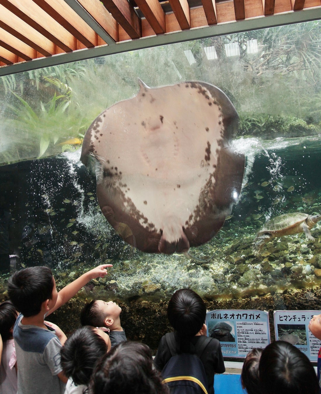 100人集まったら生産決定 板橋区立熱帯環境植物館が監修した 世界最大の淡水エイ ヒマンチュラ チャオプラヤのぬいぐるみブランケット 予約開始 西武造園株式会社のプレスリリース 100人集まったら生産決定 板橋区立熱帯環境植物館が監修した 世界最大の淡水エイ ヒマンチュラ チャオプラヤのぬいぐるみブランケット 予約開始 西武造園株式会社のプレスリリース