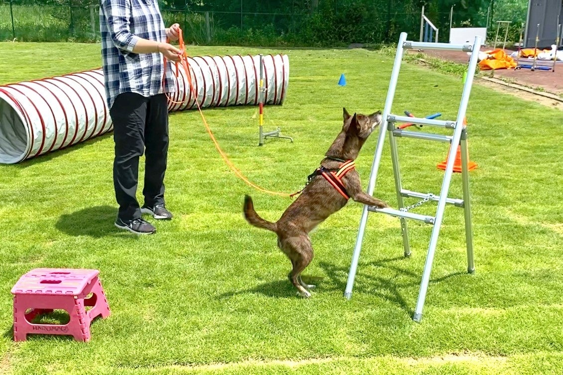 ノーズワーク体験会