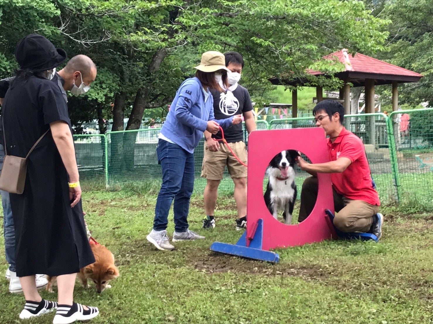 ドッグスポーツ『エクストリーム』体験会