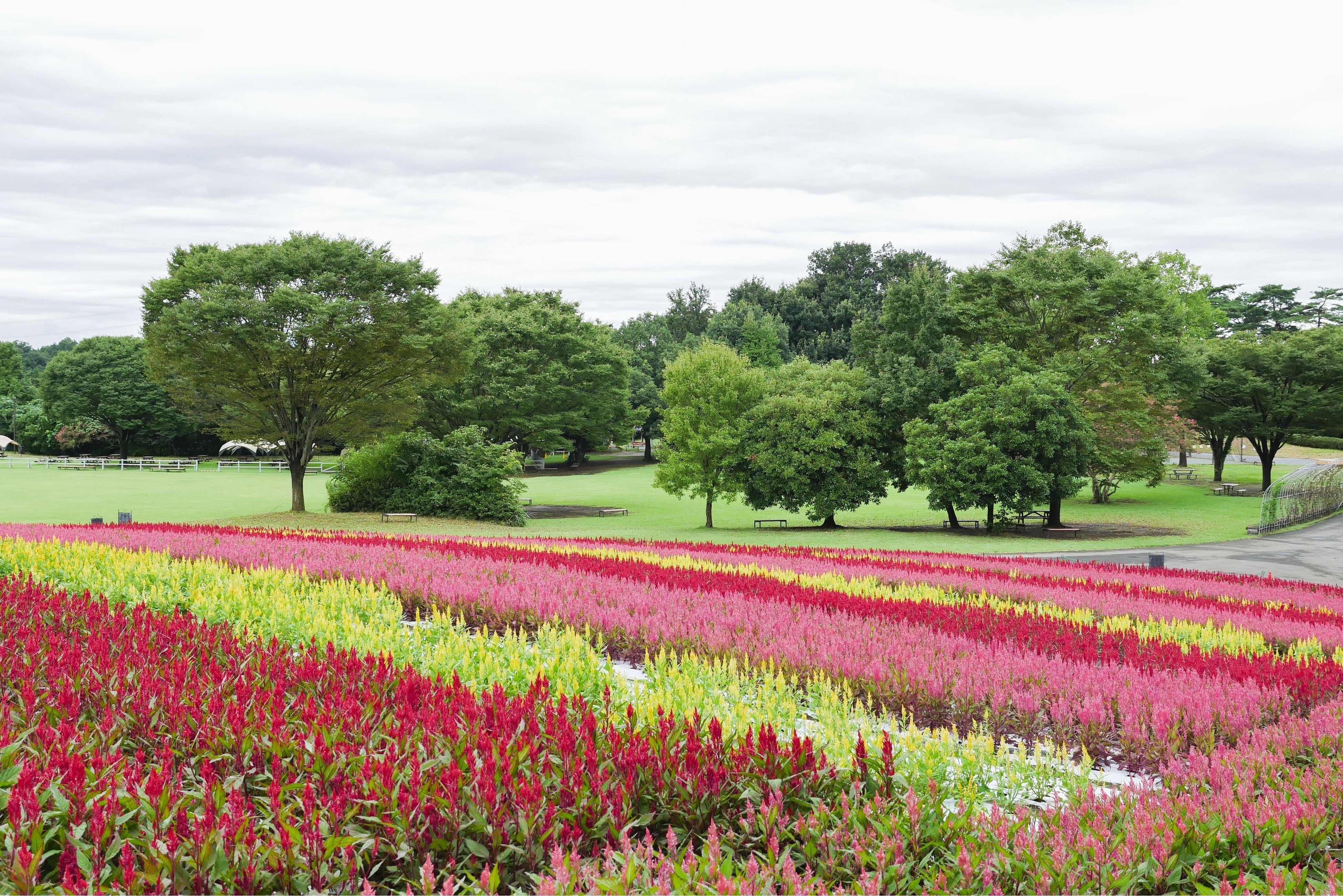 羽毛ゲイトウが描く色鮮やかな縞模様（2022年9月8日撮影）