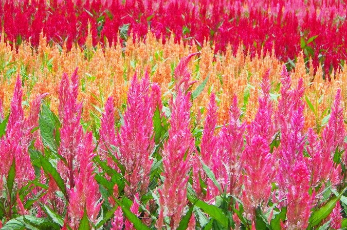 最盛期には長さ30cmほどにもなる”ふわふわとした花穂”が特徴の「羽毛ゲイトウ」