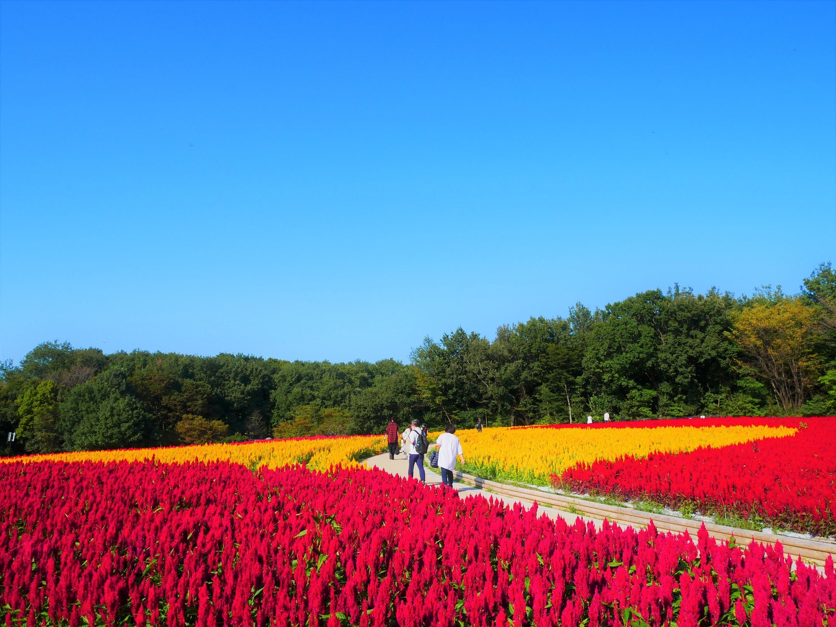 昨年の見頃の様子