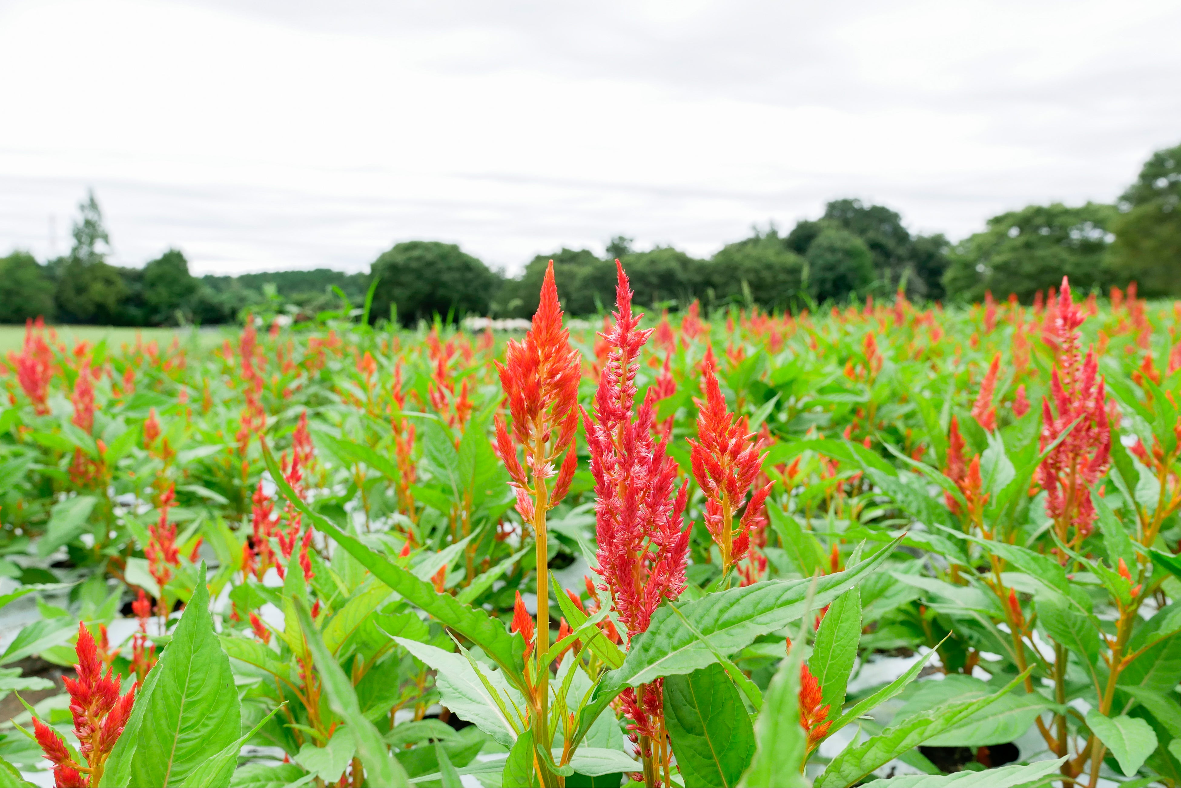 新色「スカーレット」