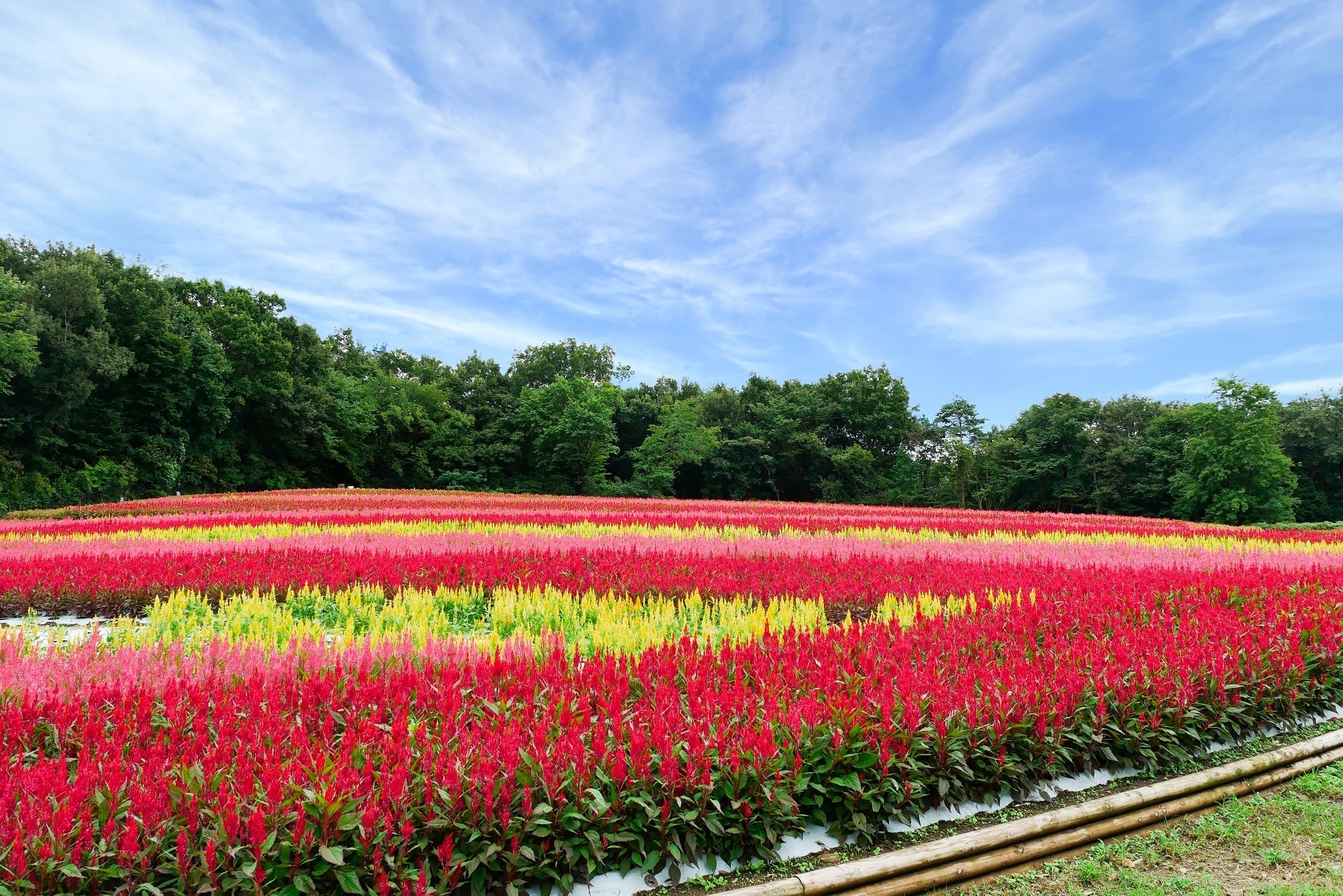 国営武蔵丘陵森林公園「羽毛ゲイトウ」約40万本が見頃を迎えます（2022年9月撮影）