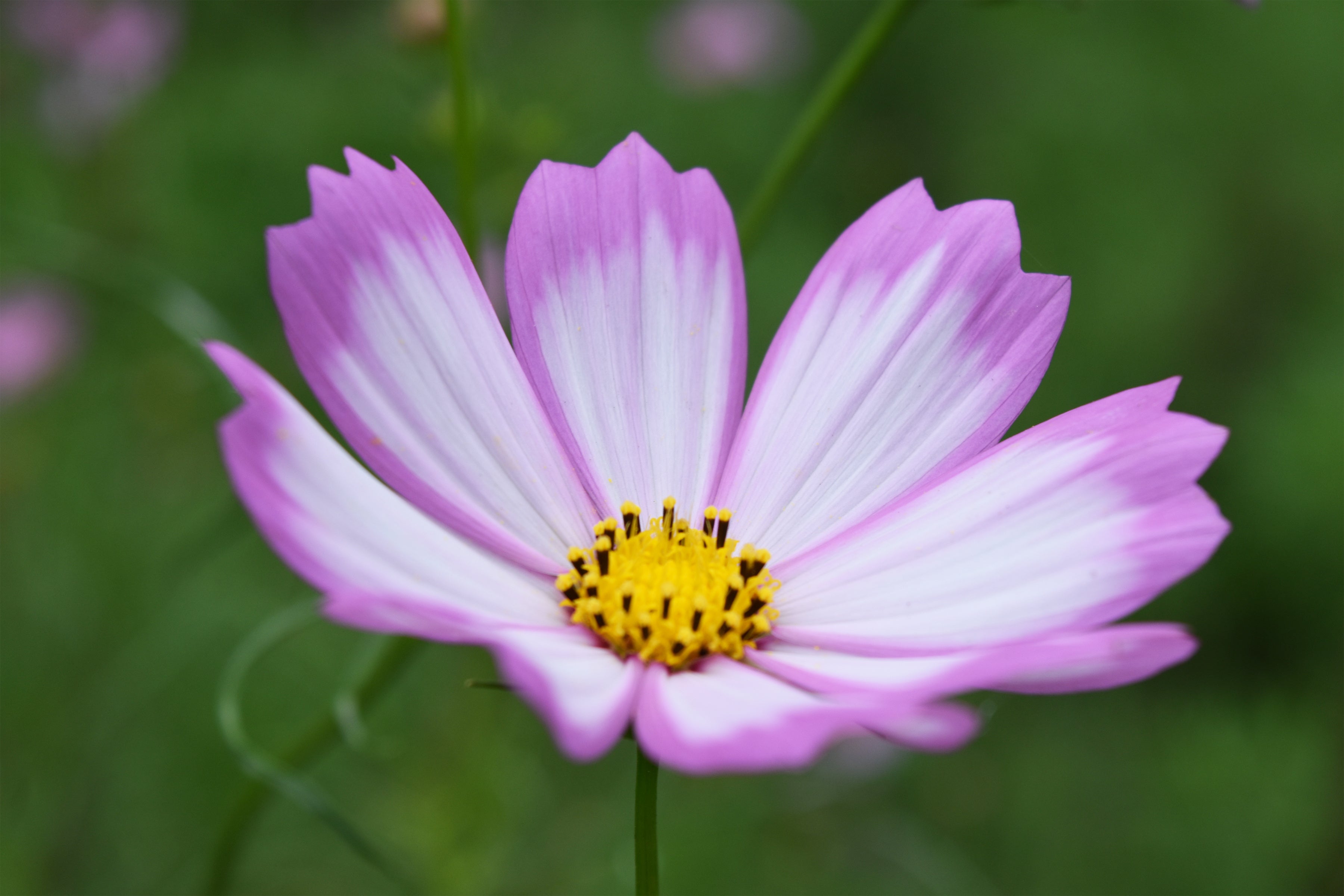 三浦半島最大級・入園無料】約100万本のコスモス開花シーズン到来