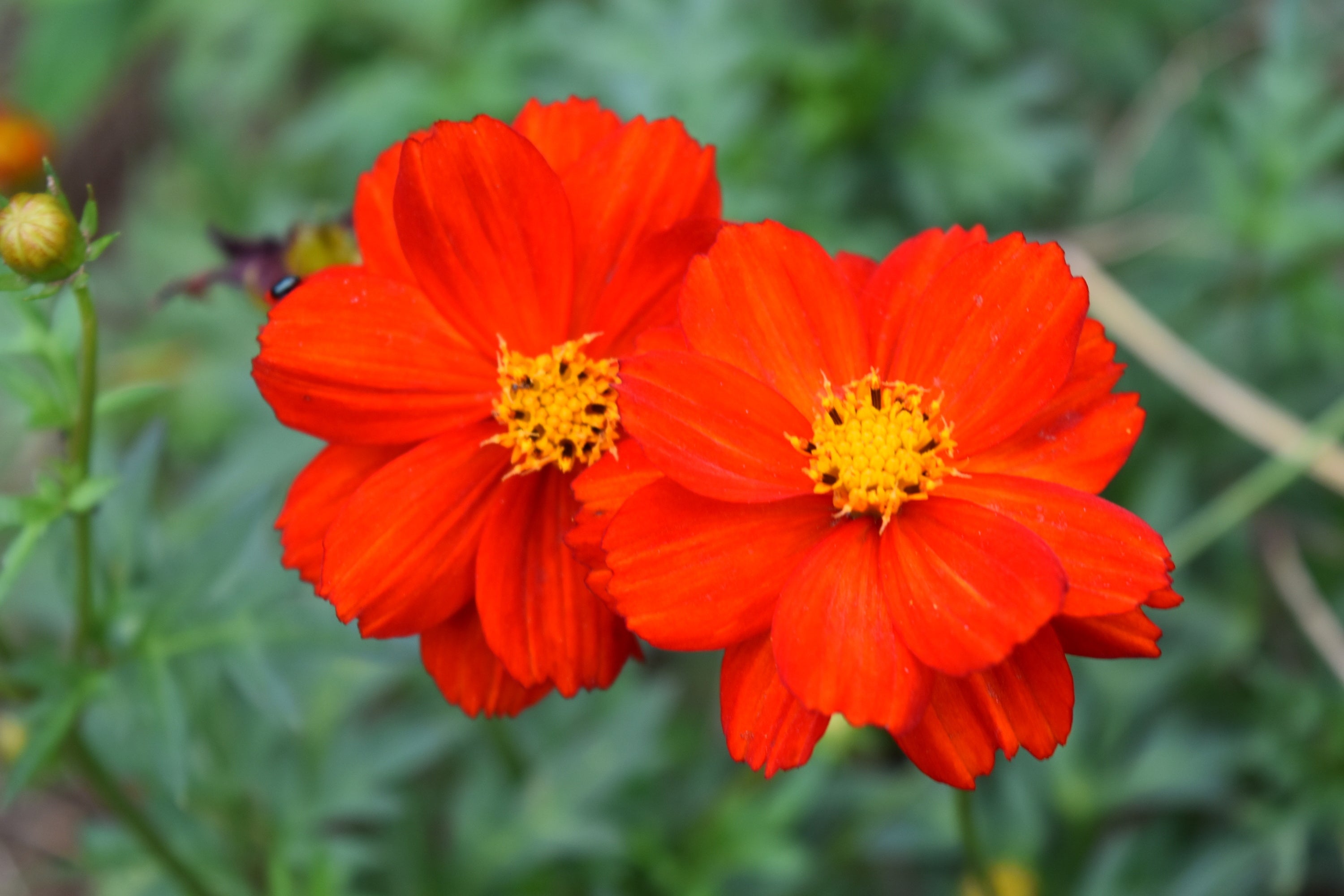 目のさめるような橙紅色の「ディアボロ」