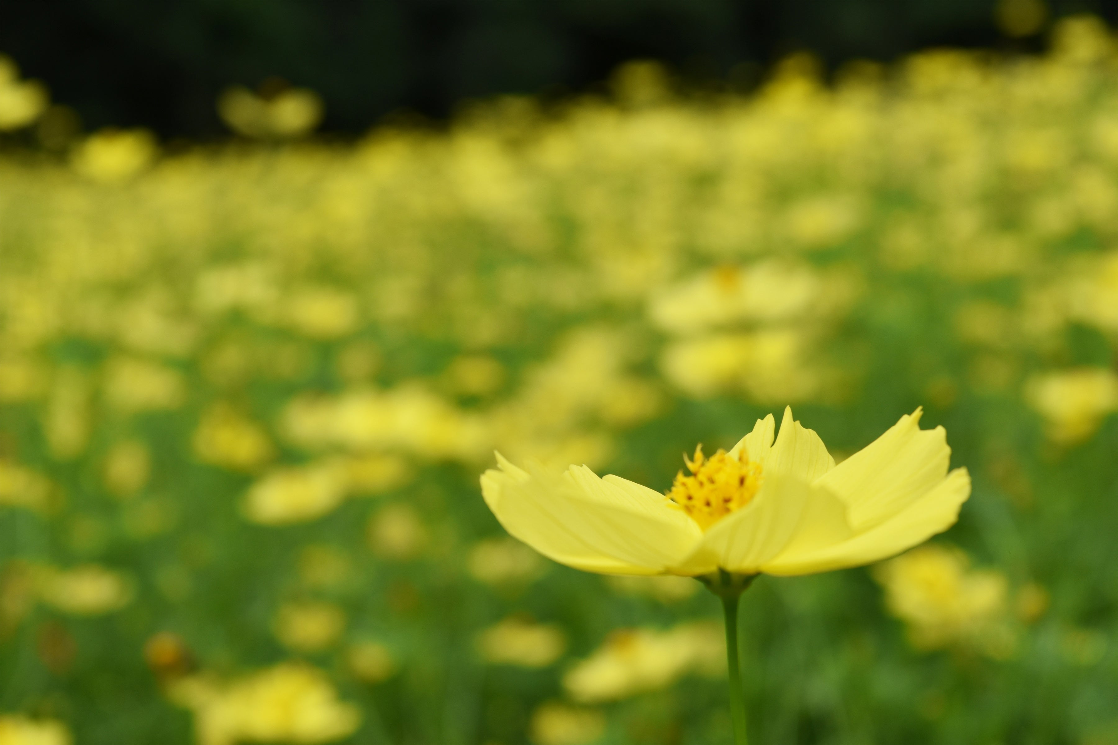 既に見頃を迎えた早咲きの「レモンブライト」