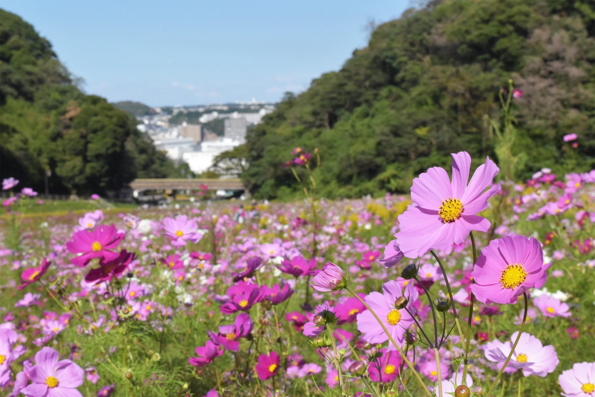 三浦半島最大級 入園無料 約100万本のコスモス開花シーズン到来 見頃は10月下旬まで 横須賀市くりはま花の国 西武造園株式会社のプレスリリース 三浦半島最大級 入園無料 約100万本のコスモス開花シーズン到来 見頃は10月下旬まで 横須賀市くりはま花の国 西武造園株式会社のプレスリリース