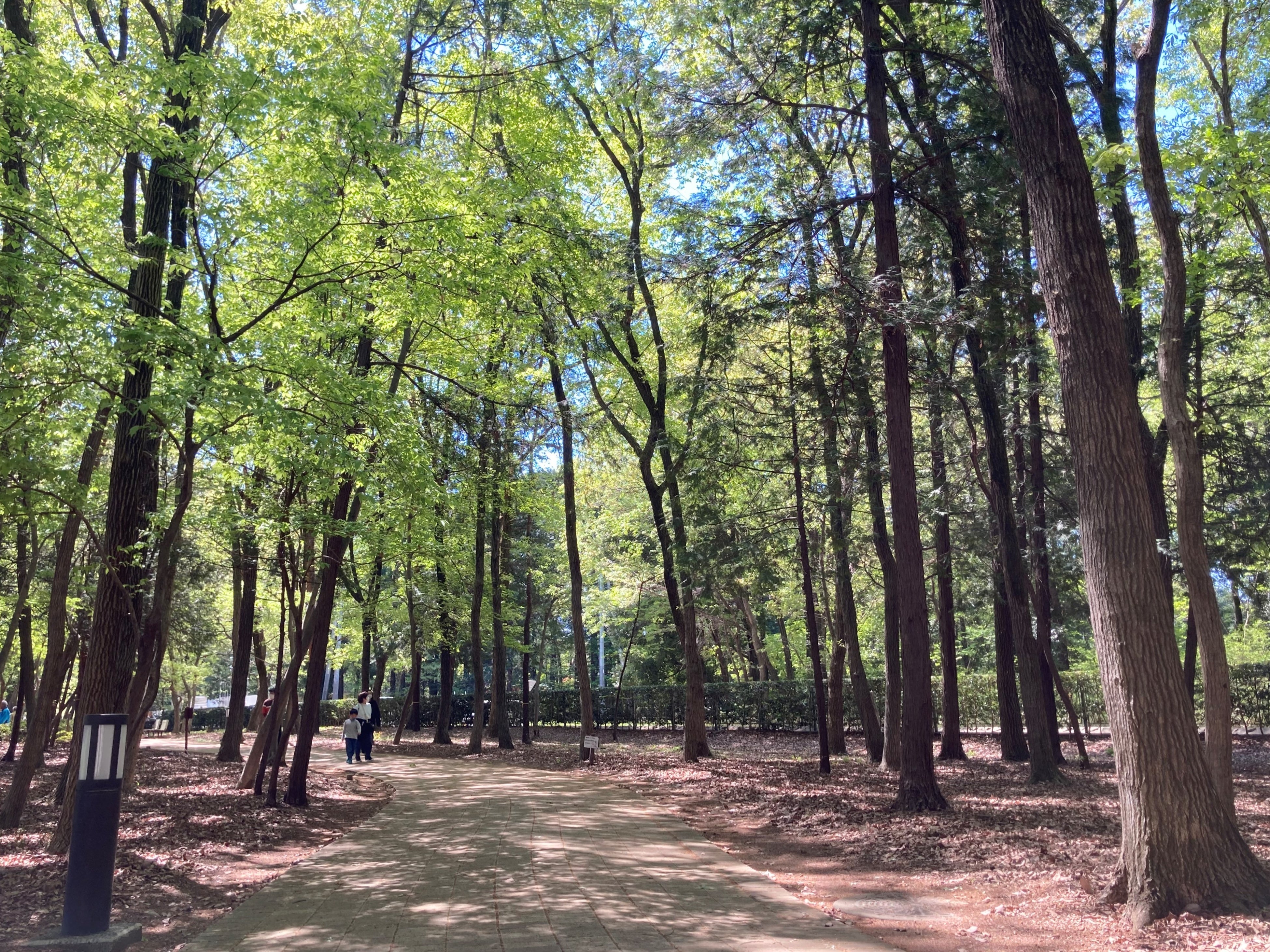 「狭山市立堀兼・上赤坂公園」木立の中でウオーキングが楽しめる遊歩道