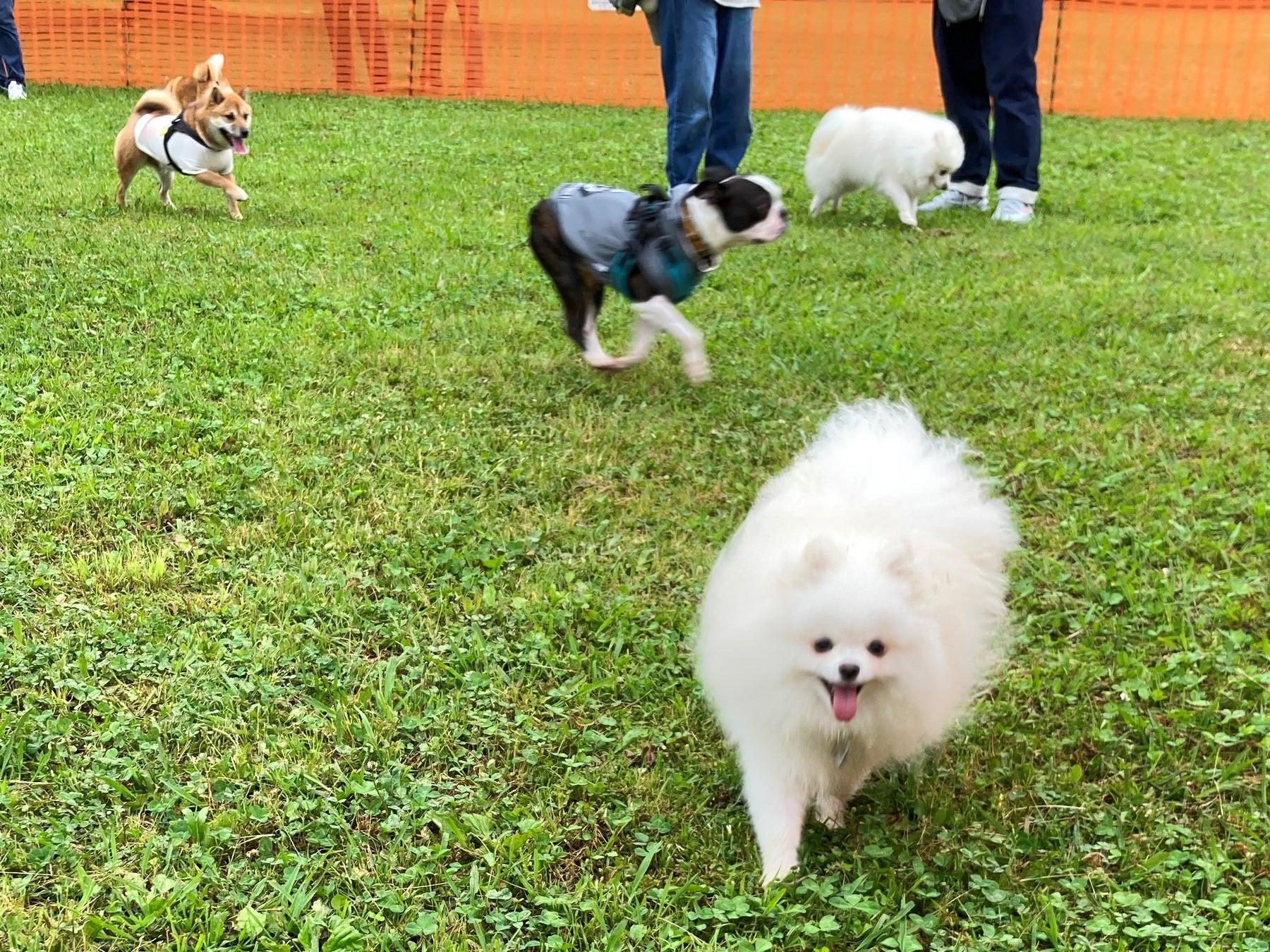 期間限定ドッグラン 幕張エリアに登場 22年10月22日 土 23日 日 広い芝生 広場でミニゲームなど愛犬と楽しめる2日間 千葉県立幕張海浜公園 西武造園株式会社のプレスリリース 期間限定ドッグラン 幕張エリアに登場 22年10月22日 土 23日 日 広い芝生 広場でミニゲームなど愛犬と楽しめる2日間 千葉県立幕張海浜公園 西武造園株式会社のプレスリリース