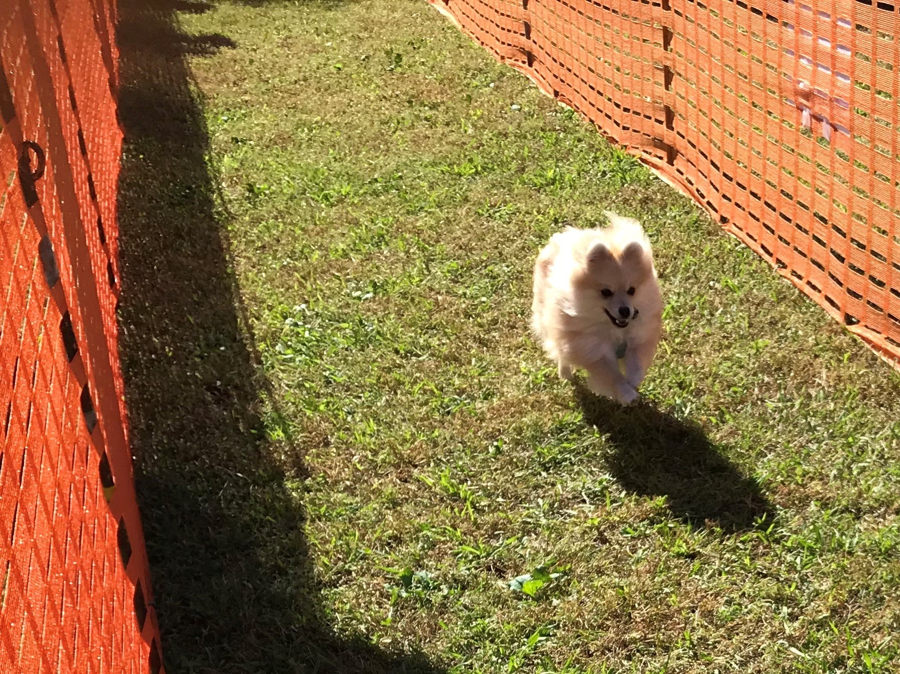 芝生を思いっきり走ろう