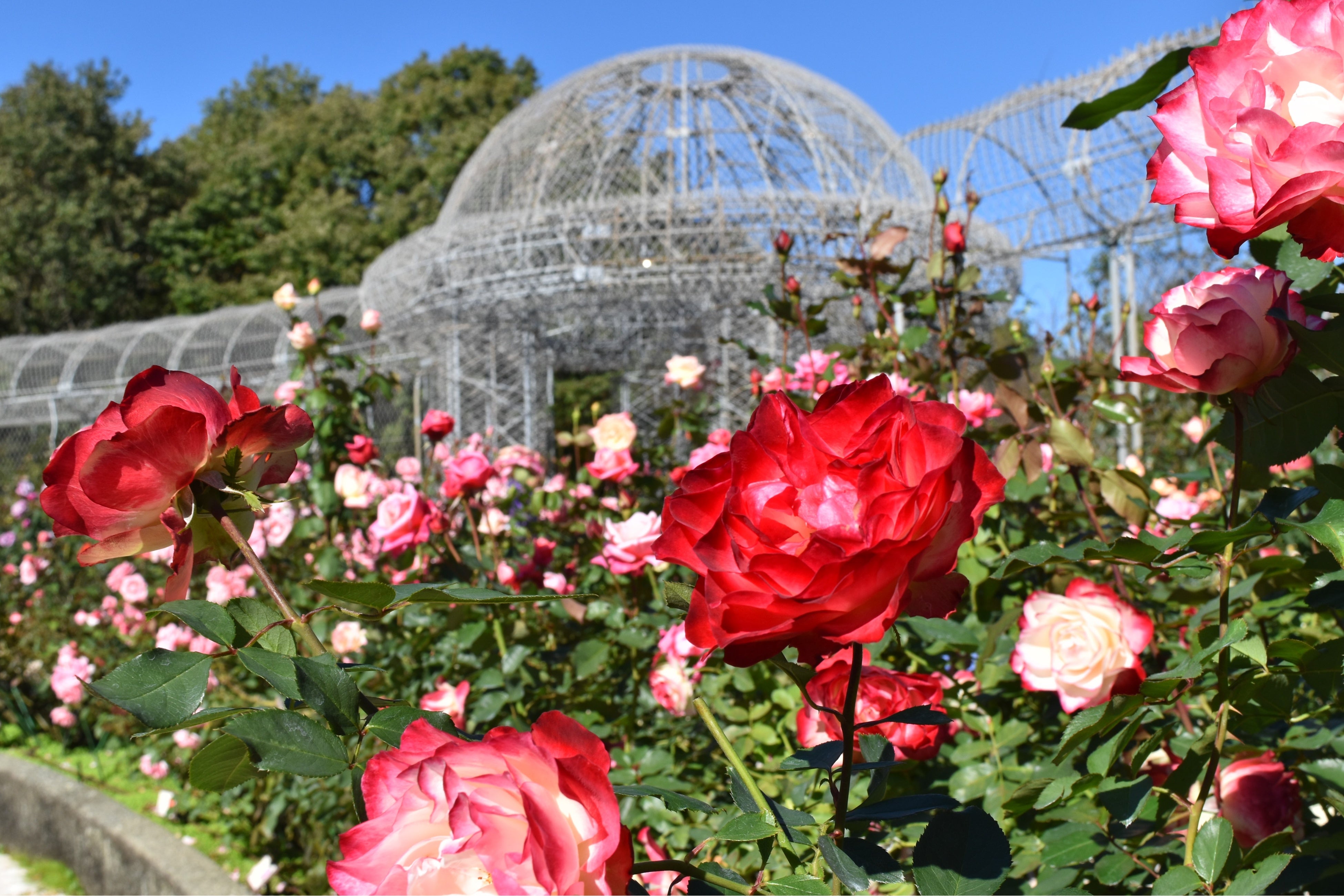 田村一「薔薇」 村田ばら園 (@murata_rose_nursery) · Yokohama, Kanagawa