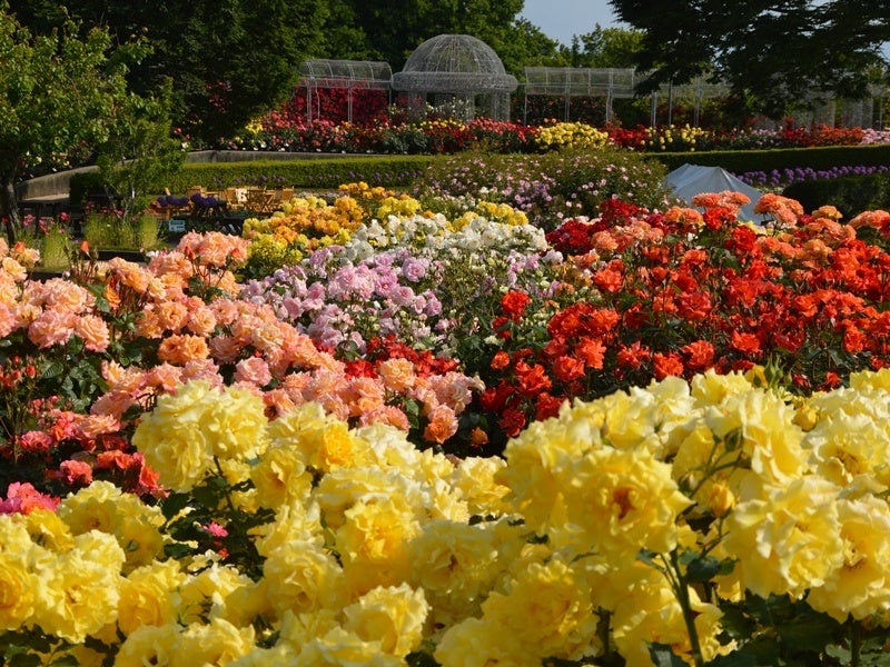 春の「バラ園」は毎年5月頃に見頃を迎える(小田原フラワーガーデン)