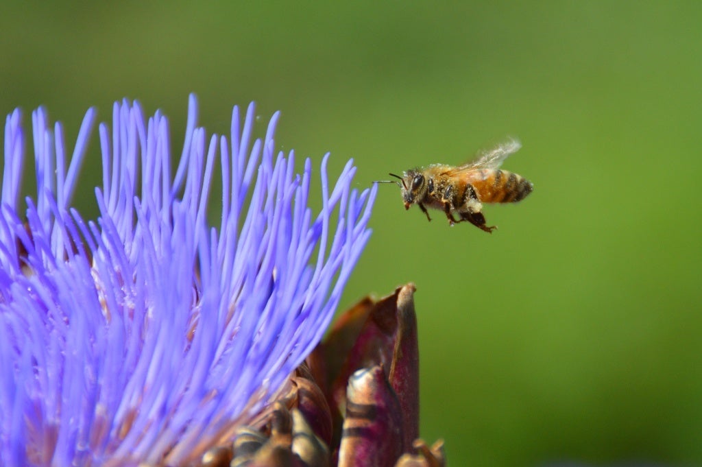 西武造園グループのオリジナル環境教育プログラム「はち育®」のワークショップを無料開催