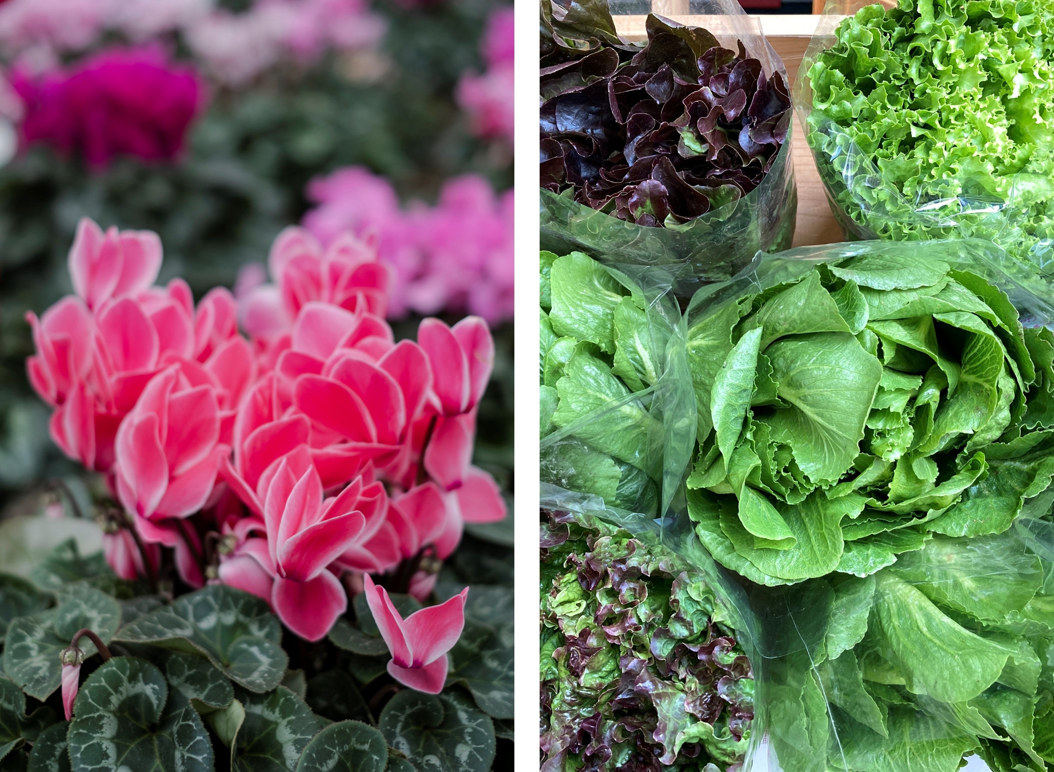 西武造園の子会社２社が合同出店！東京都西多摩郡の『みずほ育ちのシクラメン』や、所沢市の農園で育てた朝採れ『ジャムレタス』を販売します