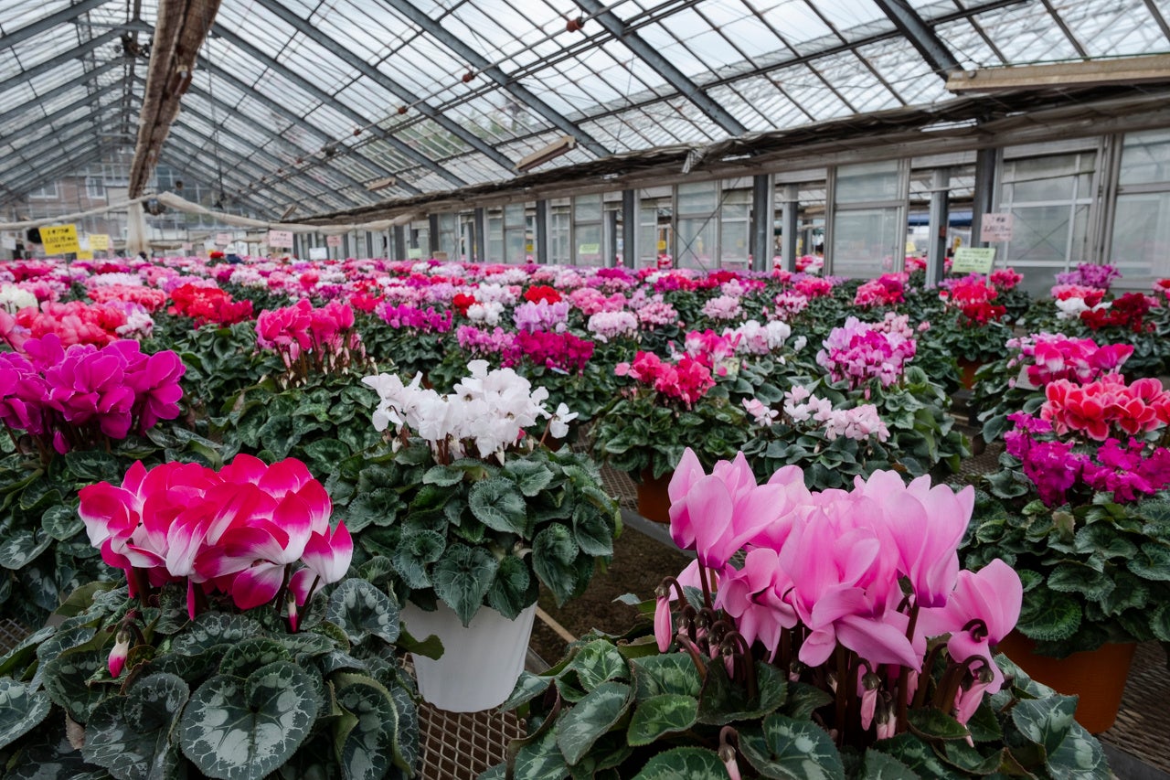 都内最大の生産量を誇る西多摩郡瑞穂町の「みずほ育ちのシクラメン」