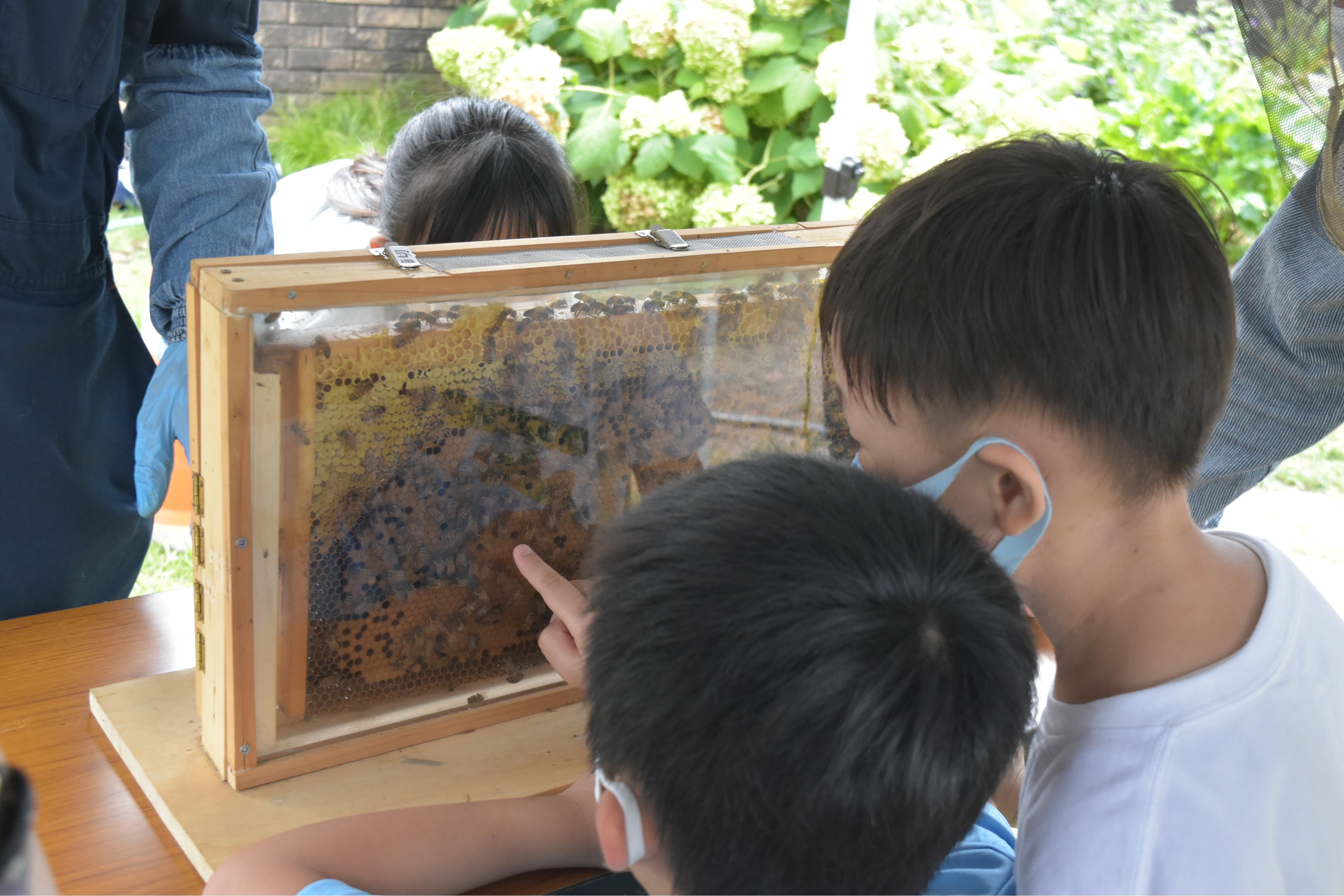 みつばちの巣の中の様子を間近で観察できる