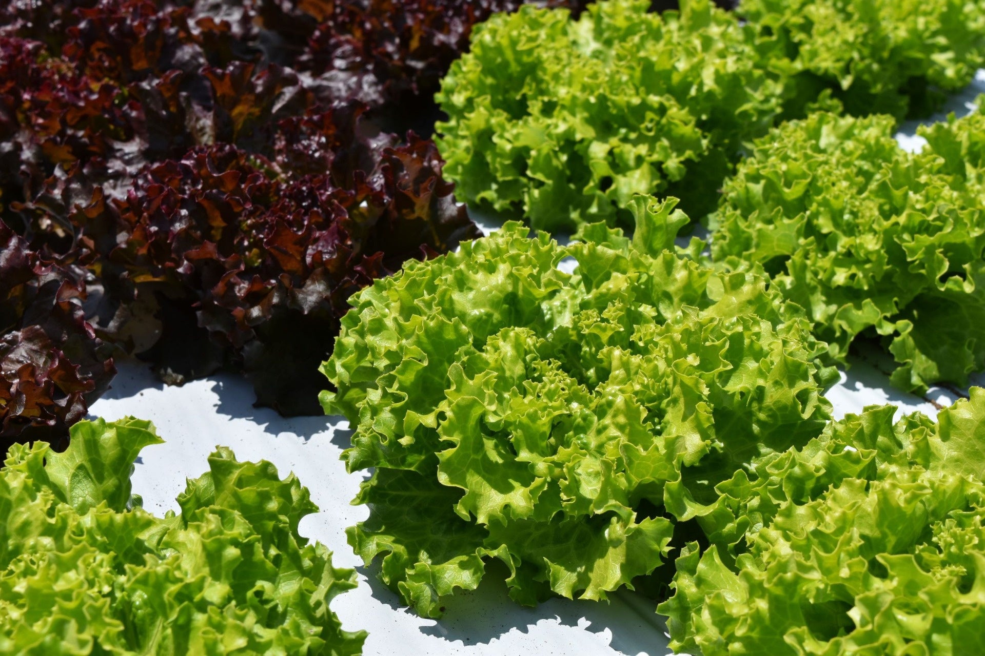 埼玉県所沢市内の農場で育てた「ジャムレタス」の特別販売も！