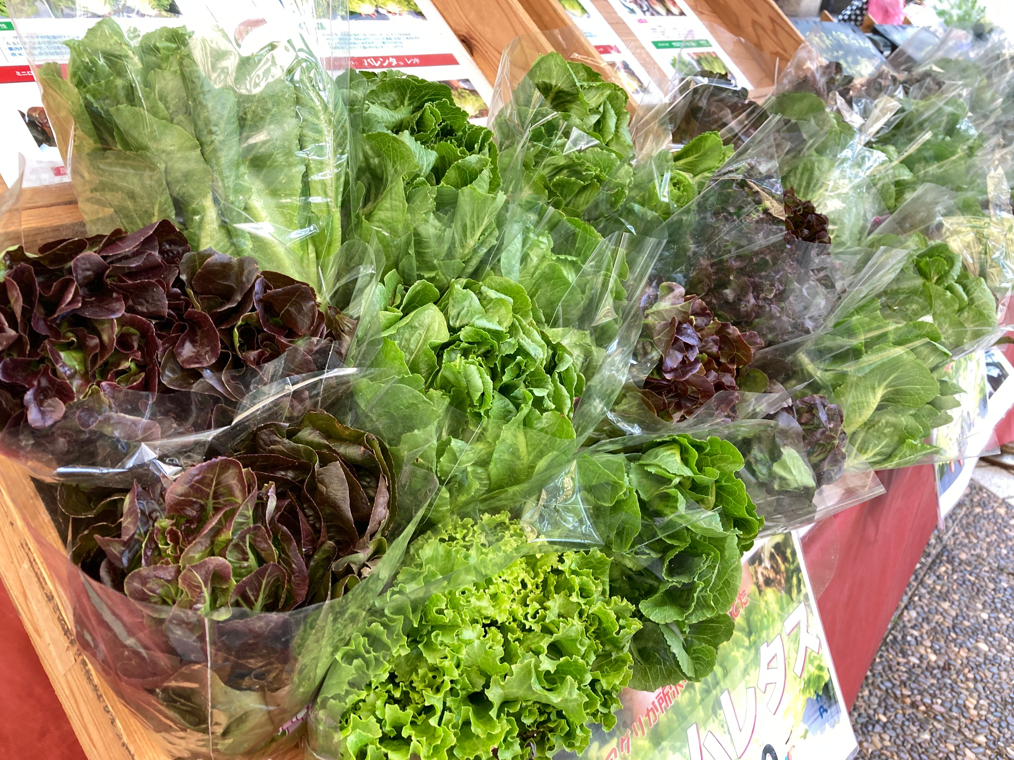 埼玉県所沢市の農園で当日朝に収穫した新鮮なジャムレタスを販売！