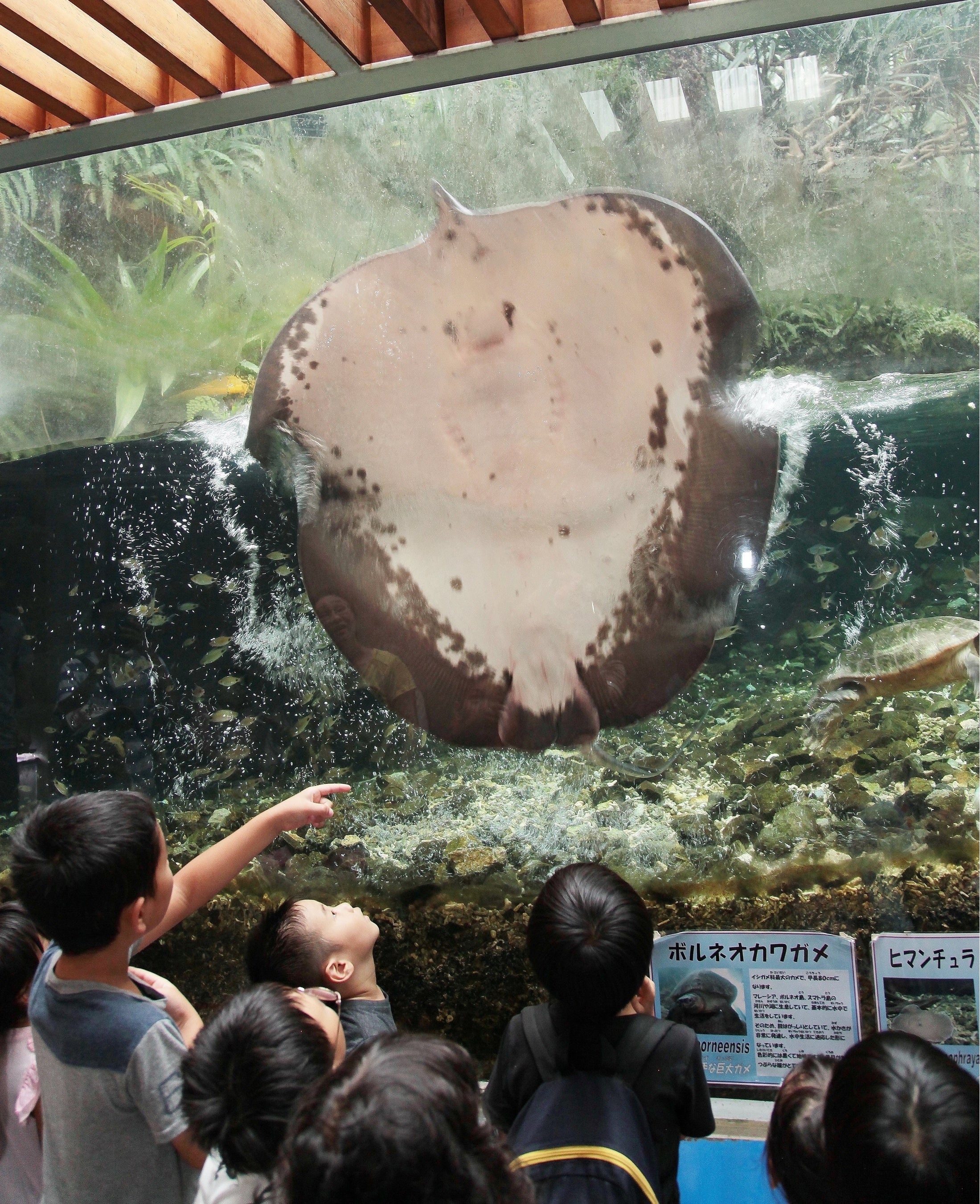 巨大淡水エイ「ヒマンチュラ・チャオプラヤ」を国内で唯一展示