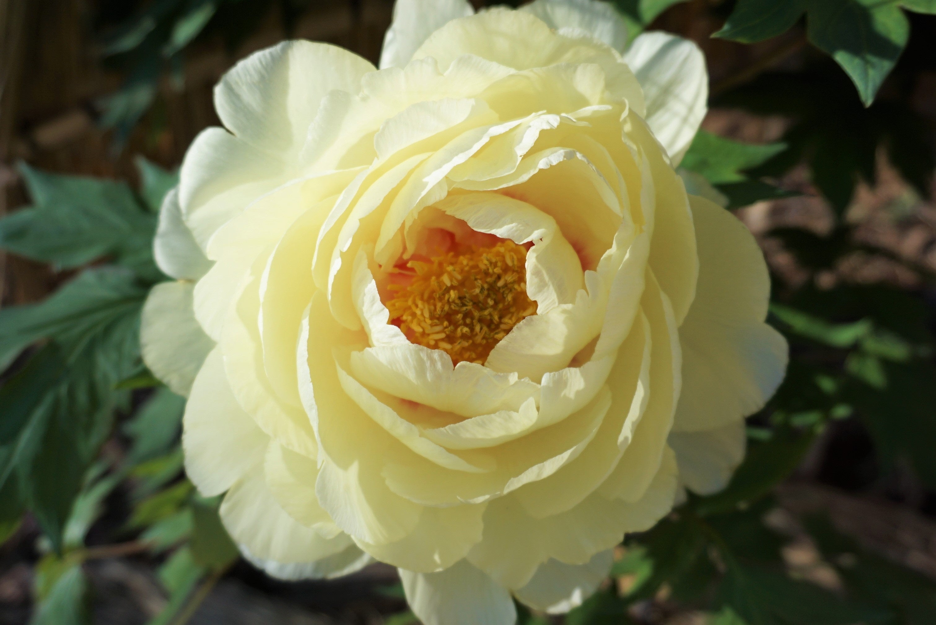 観覧無料】新年を華やかに彩る「新春ぼたん展」2023年1月8日（日）～22