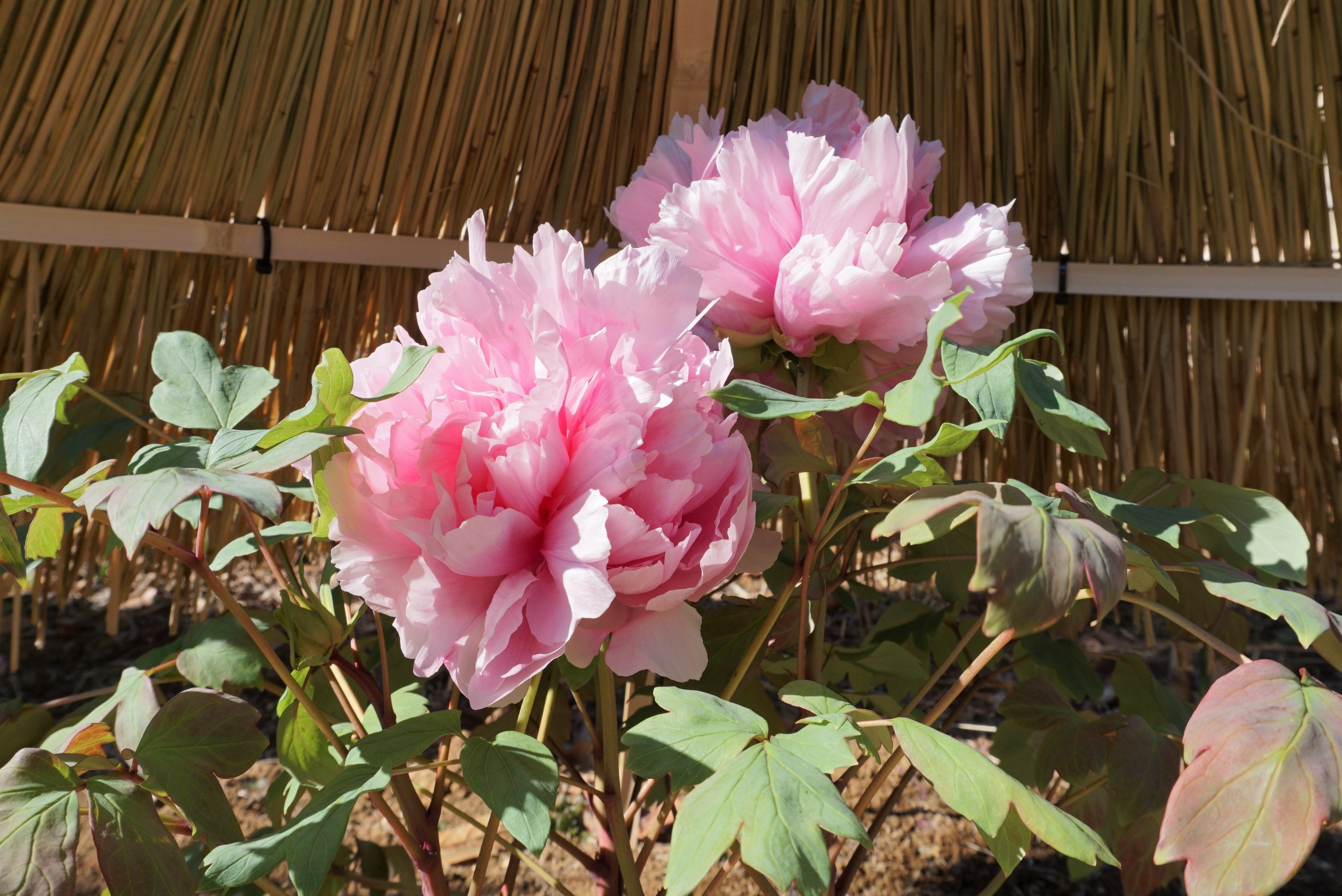 観覧無料】新年を華やかに彩る「新春ぼたん展」2023年1月8日（日）～22