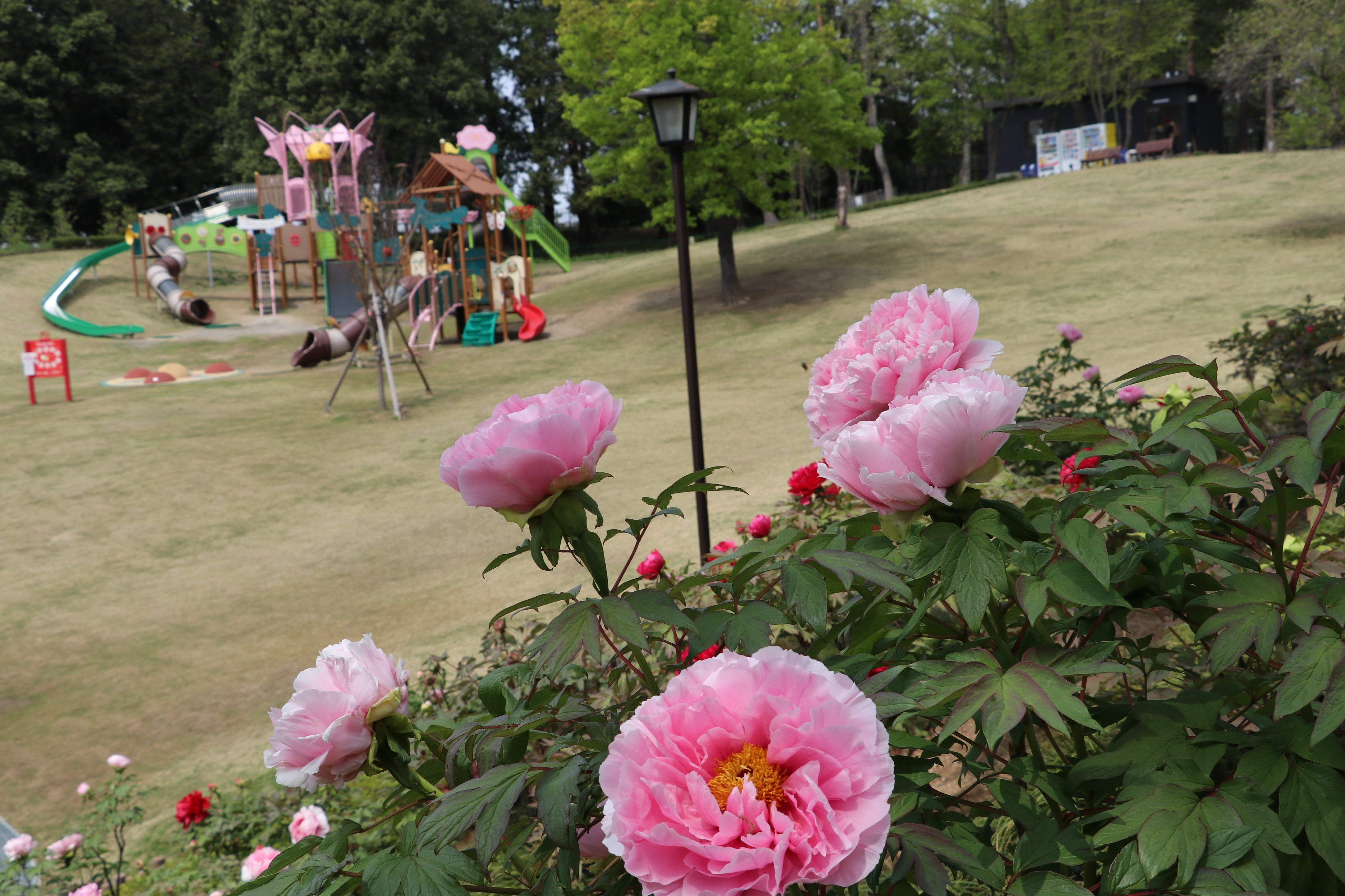 大型複合遊具で、お子さまも楽しく遊べます