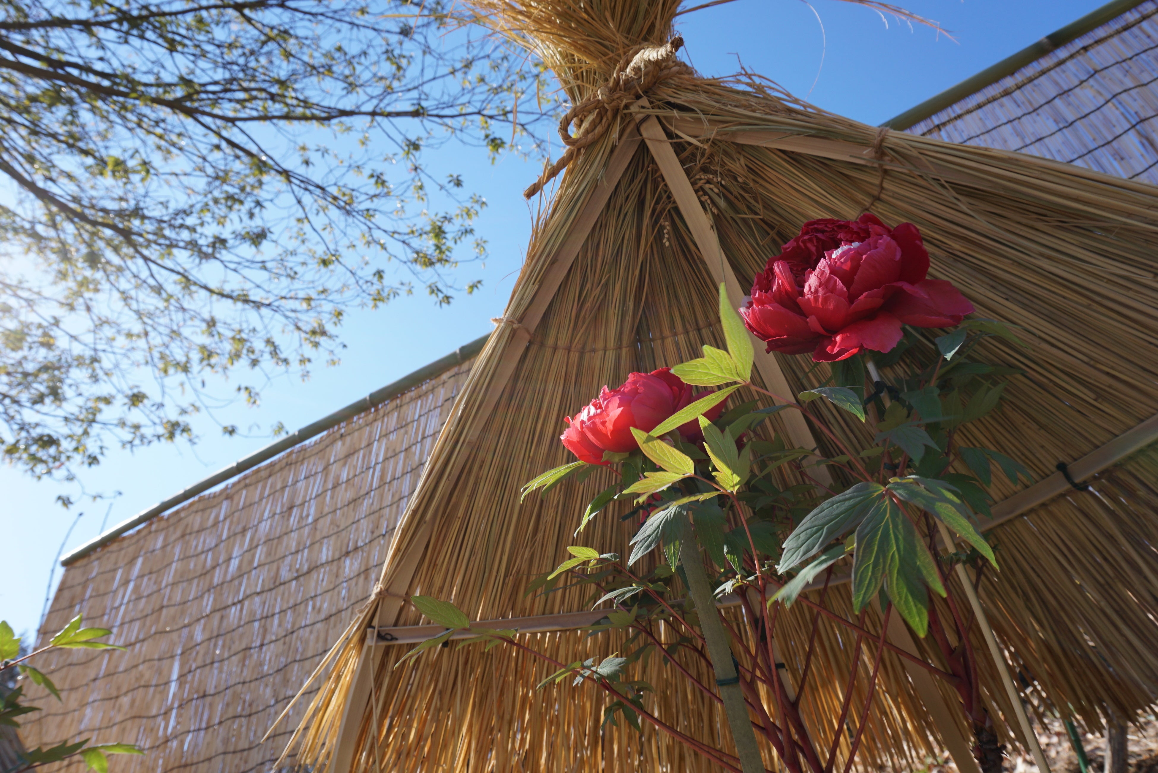 牡丹鈴ページ 4点 34888-328-