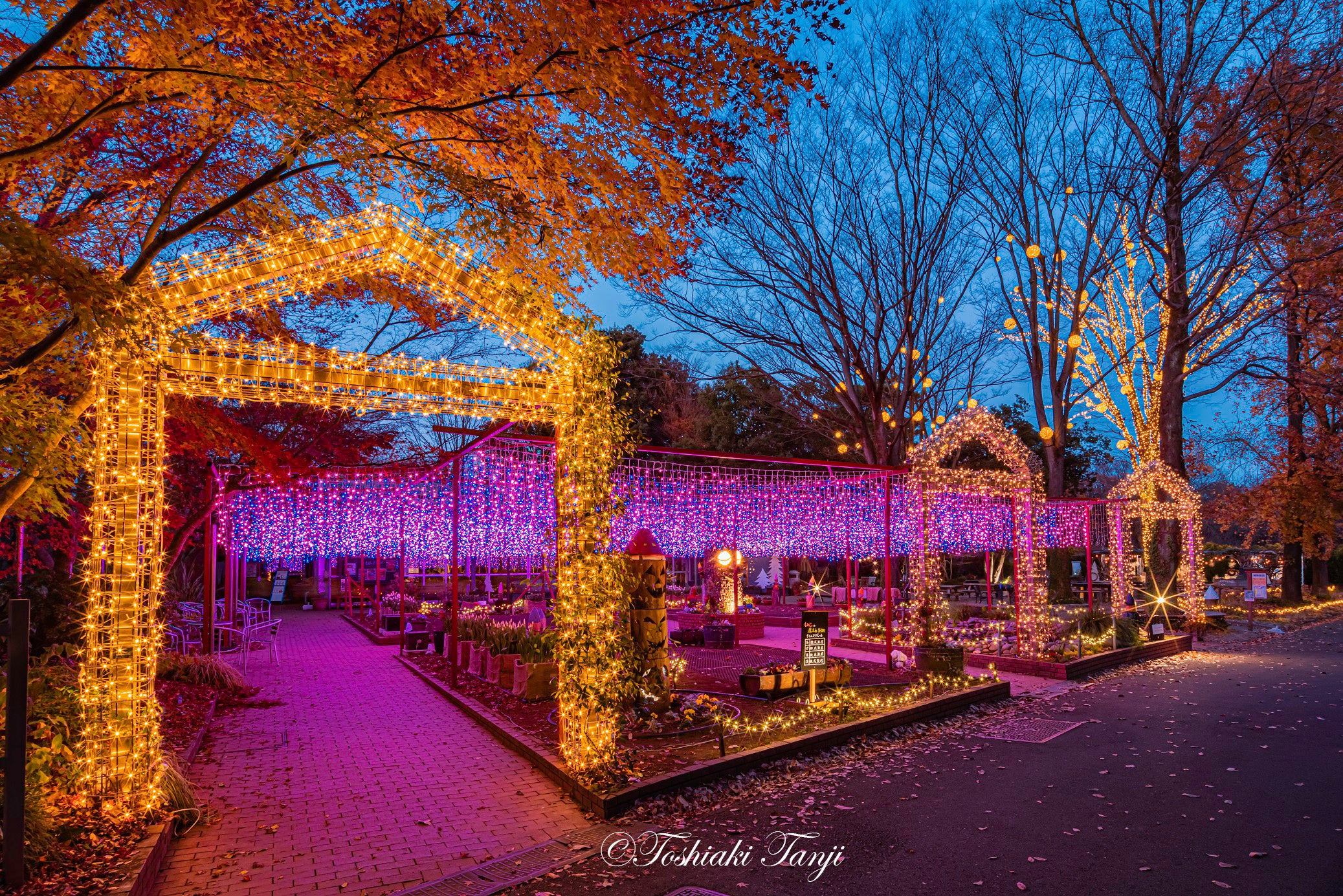 植物園花壇『もみじぃの魔法 de SHOW』（撮影：丹地敏明）