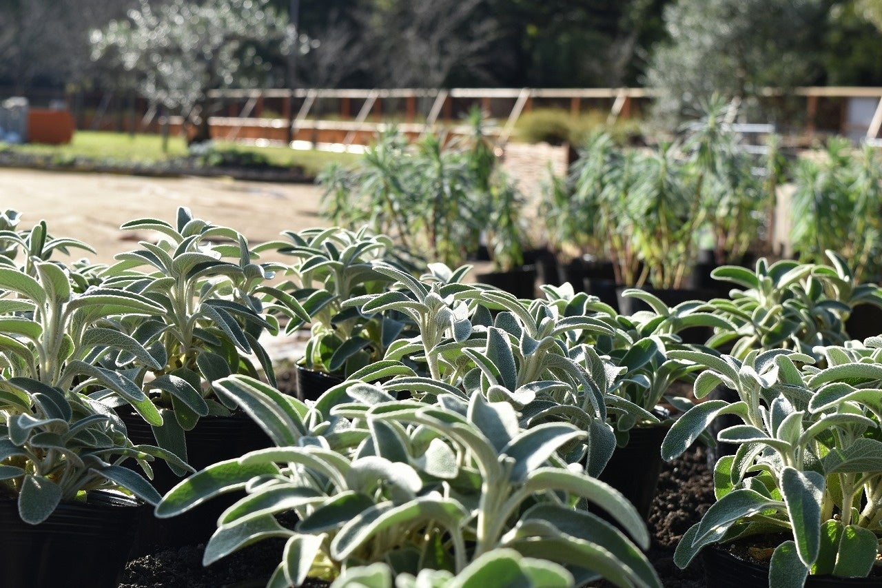 春に向けて、ガーデンの植物の変化もお楽しみに！