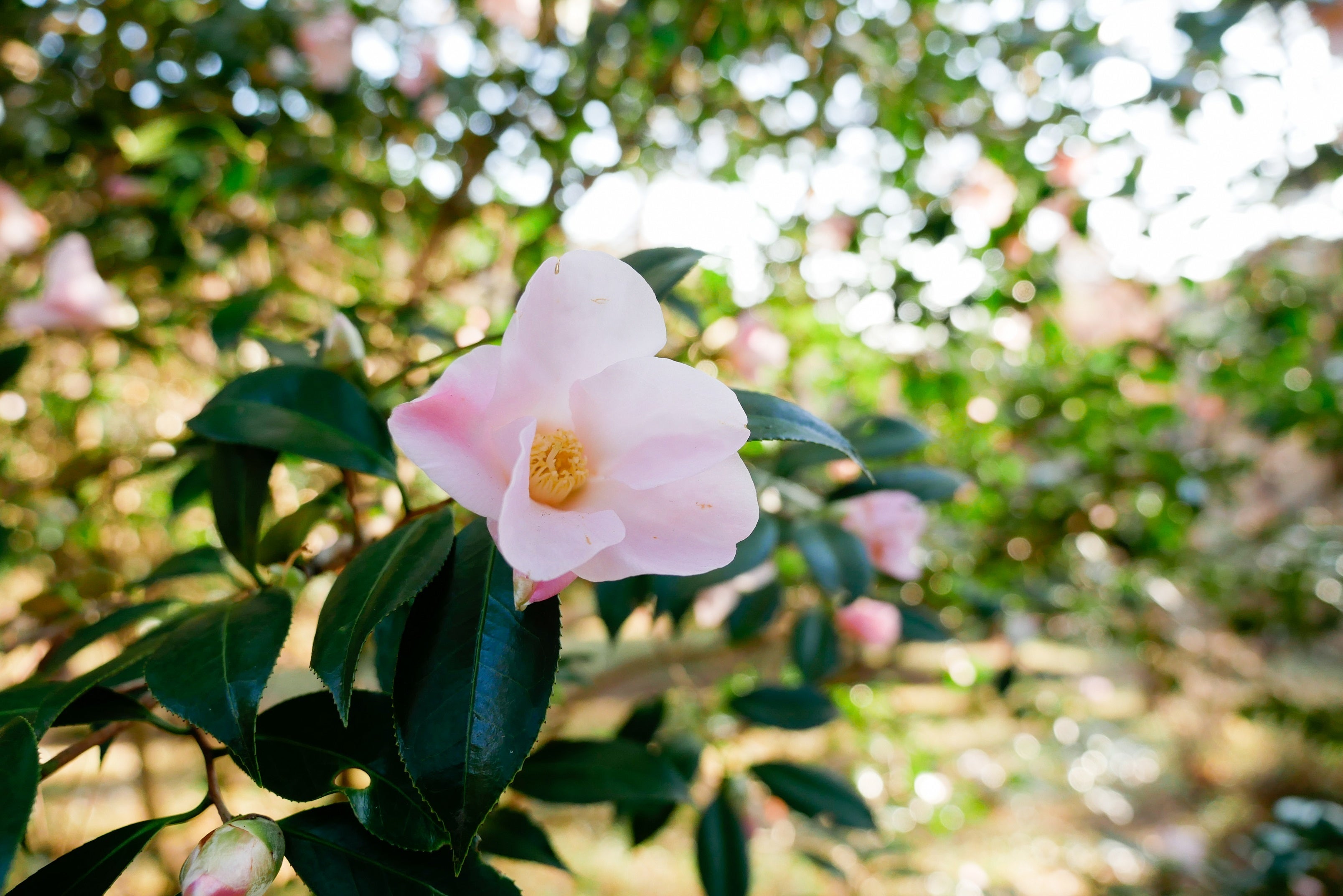 花の少ない12月に開花し茶花としても人気な江戸椿‘数寄屋‘（すきや）
